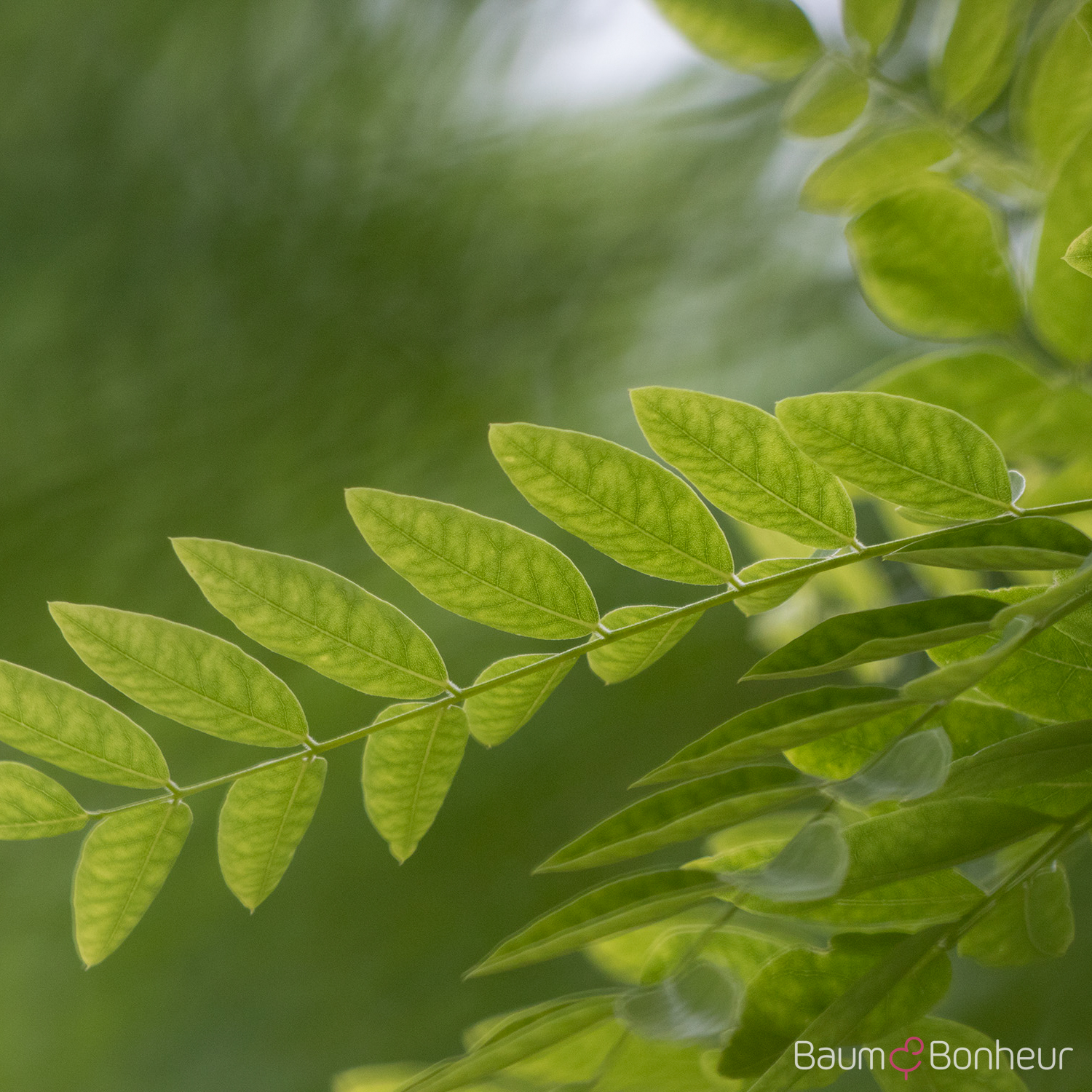 Sophora japonica