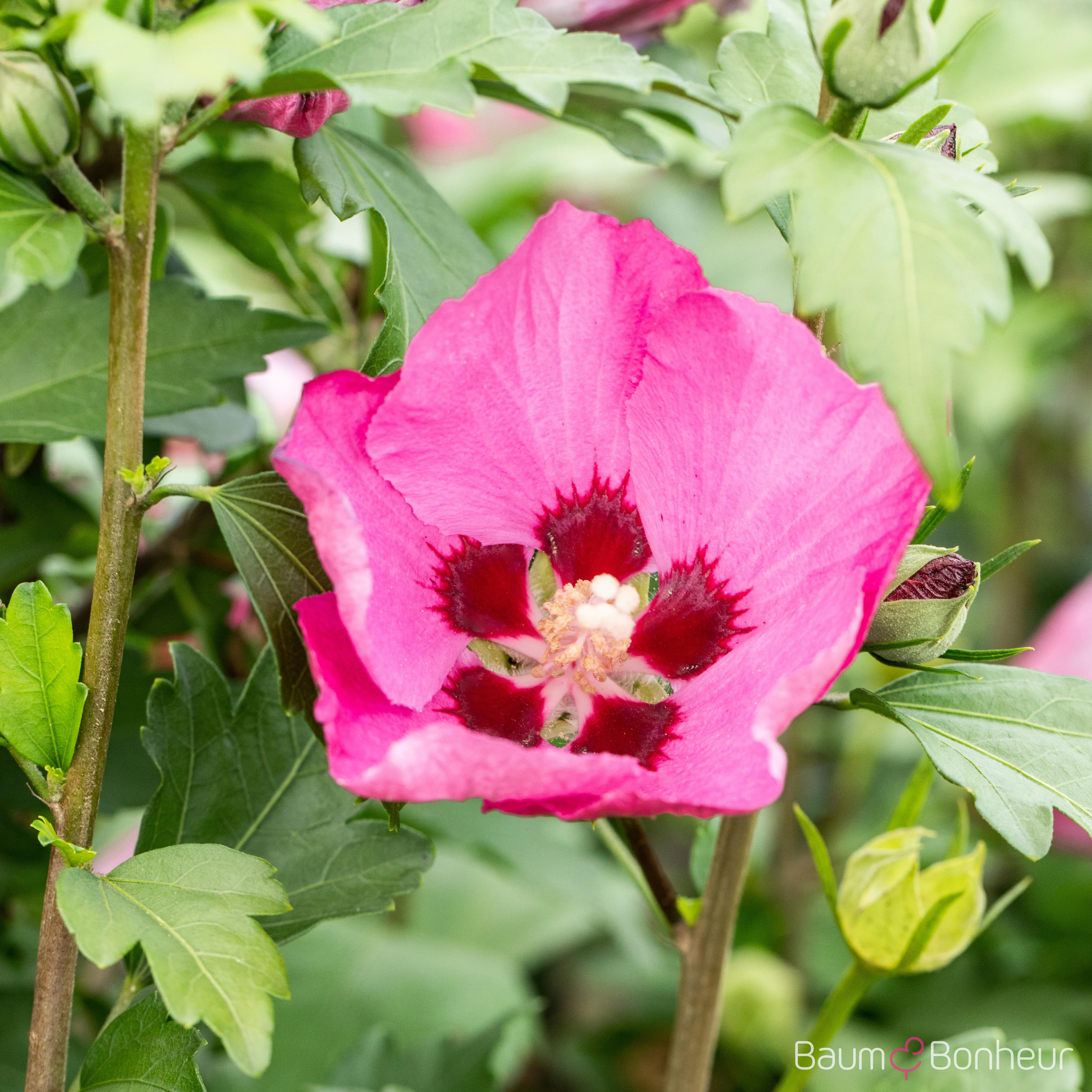 Hibiscus syriacus 'Woodbridge'