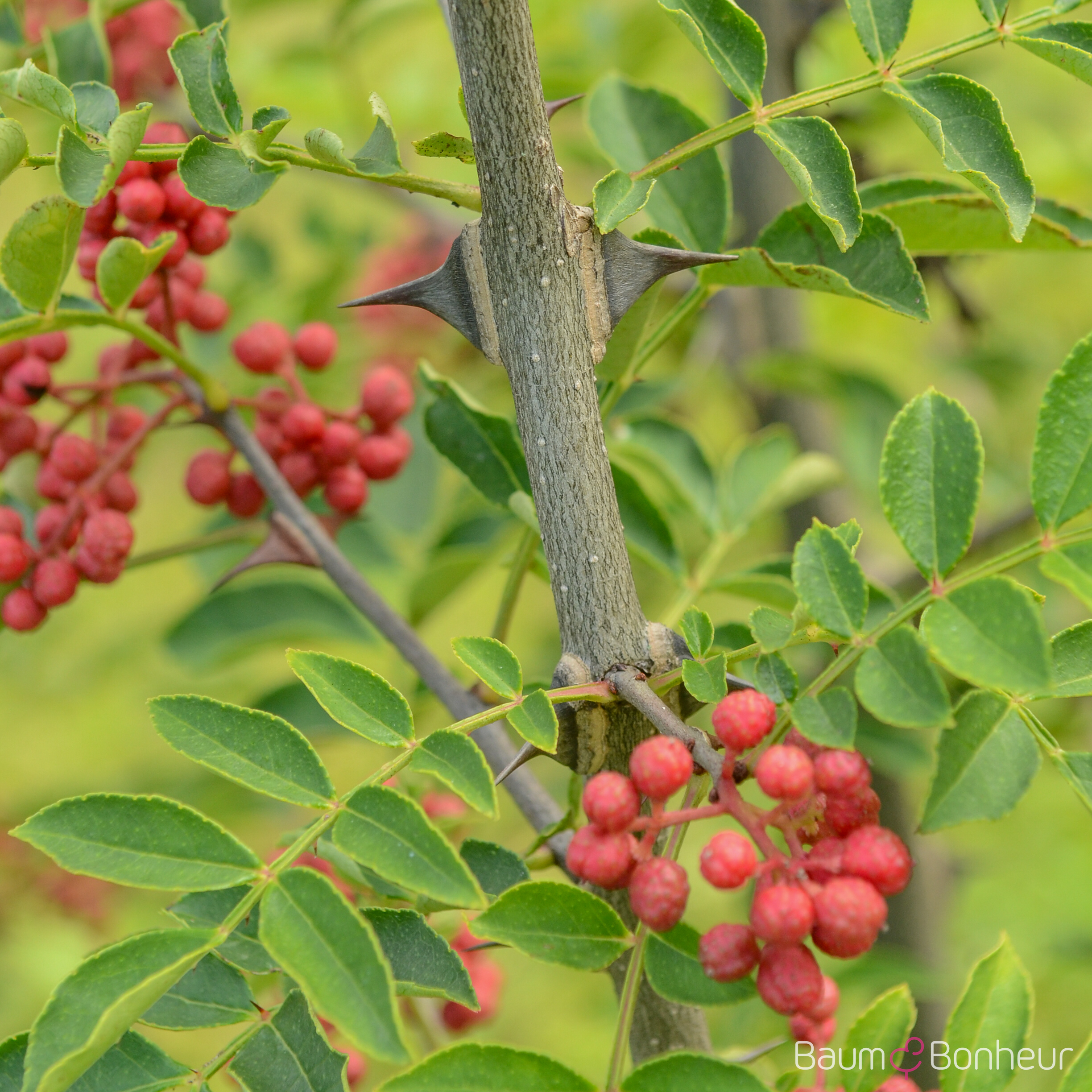 Zanthoxylum simulans