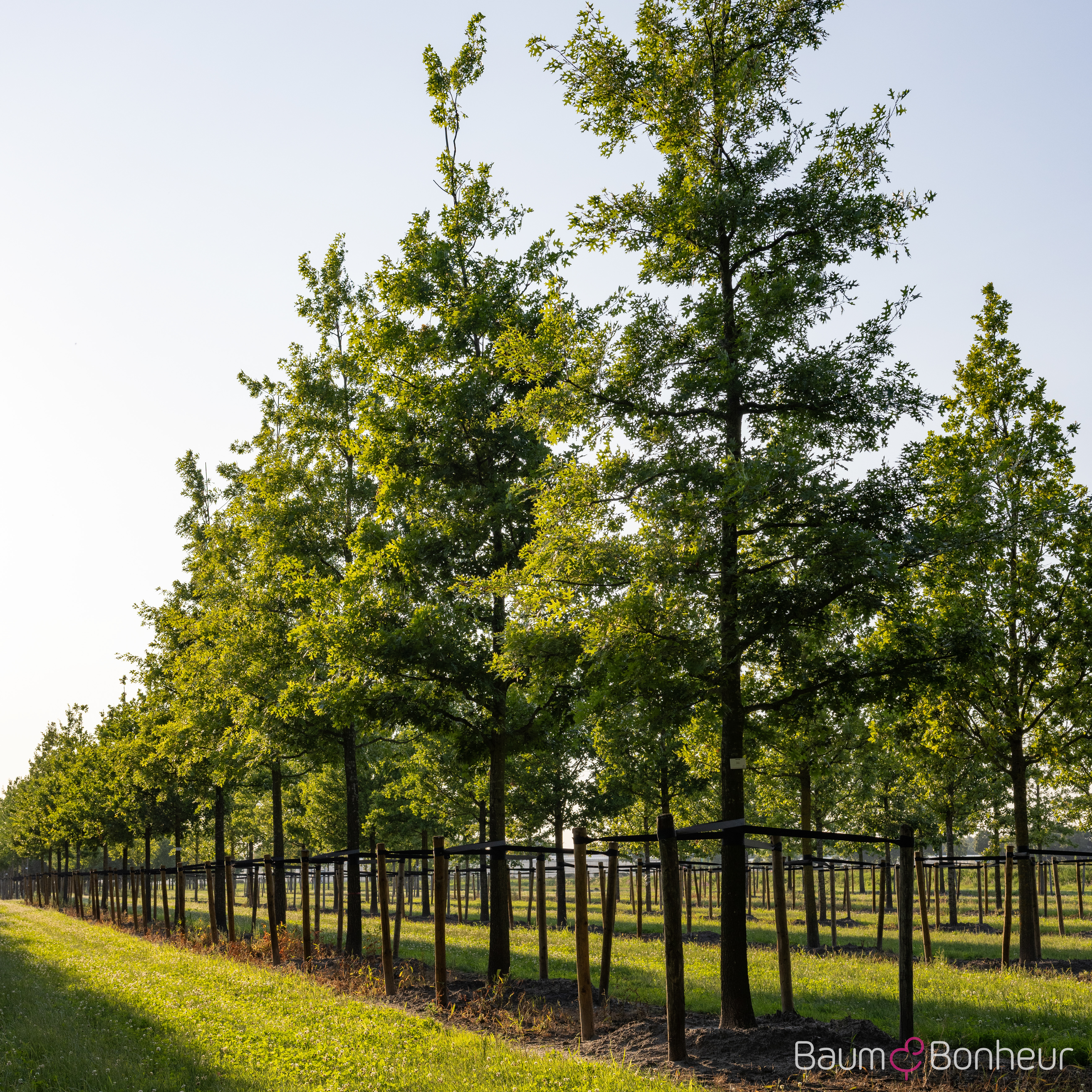 Quercus coccinea