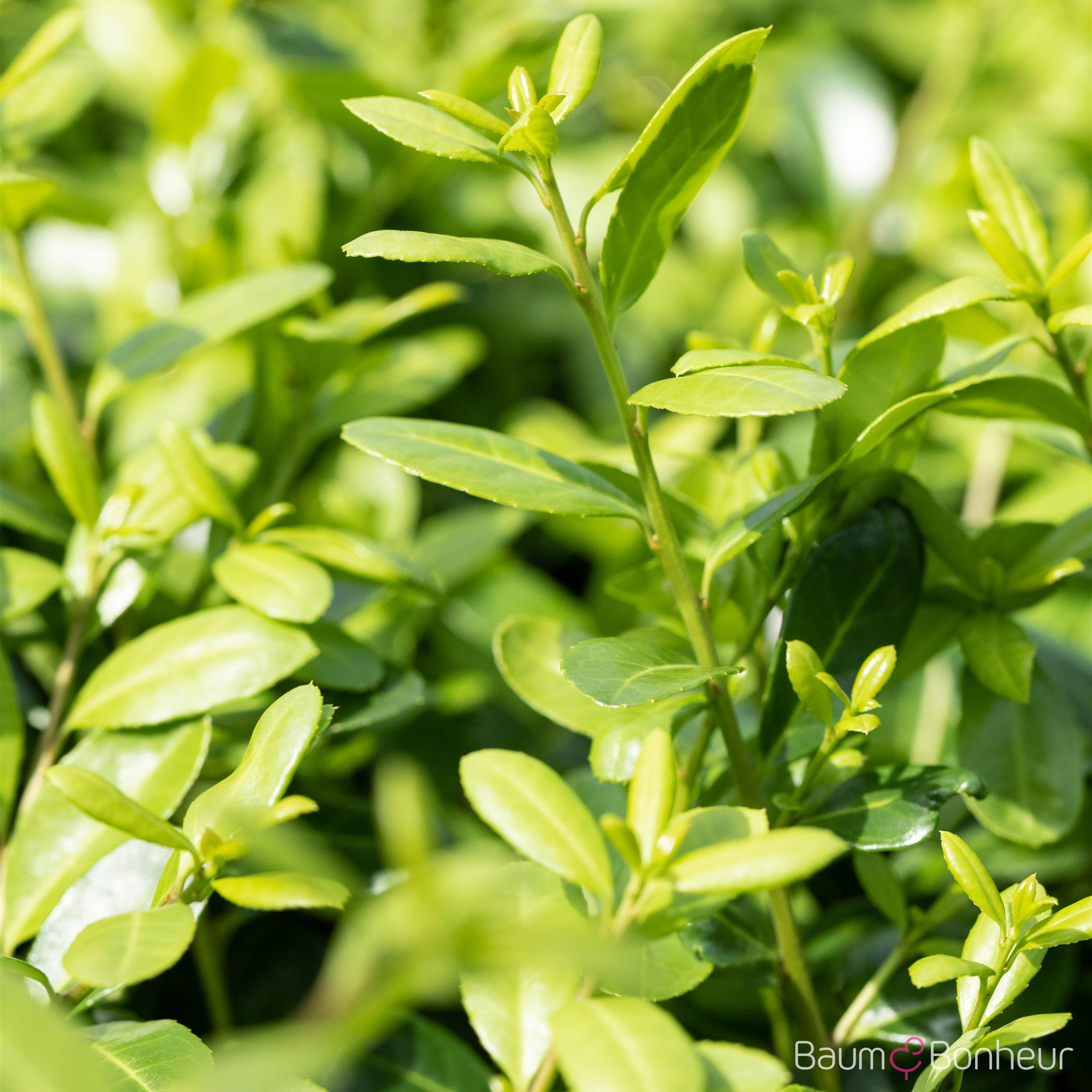 Ilex crenata 'Rotundifolia'