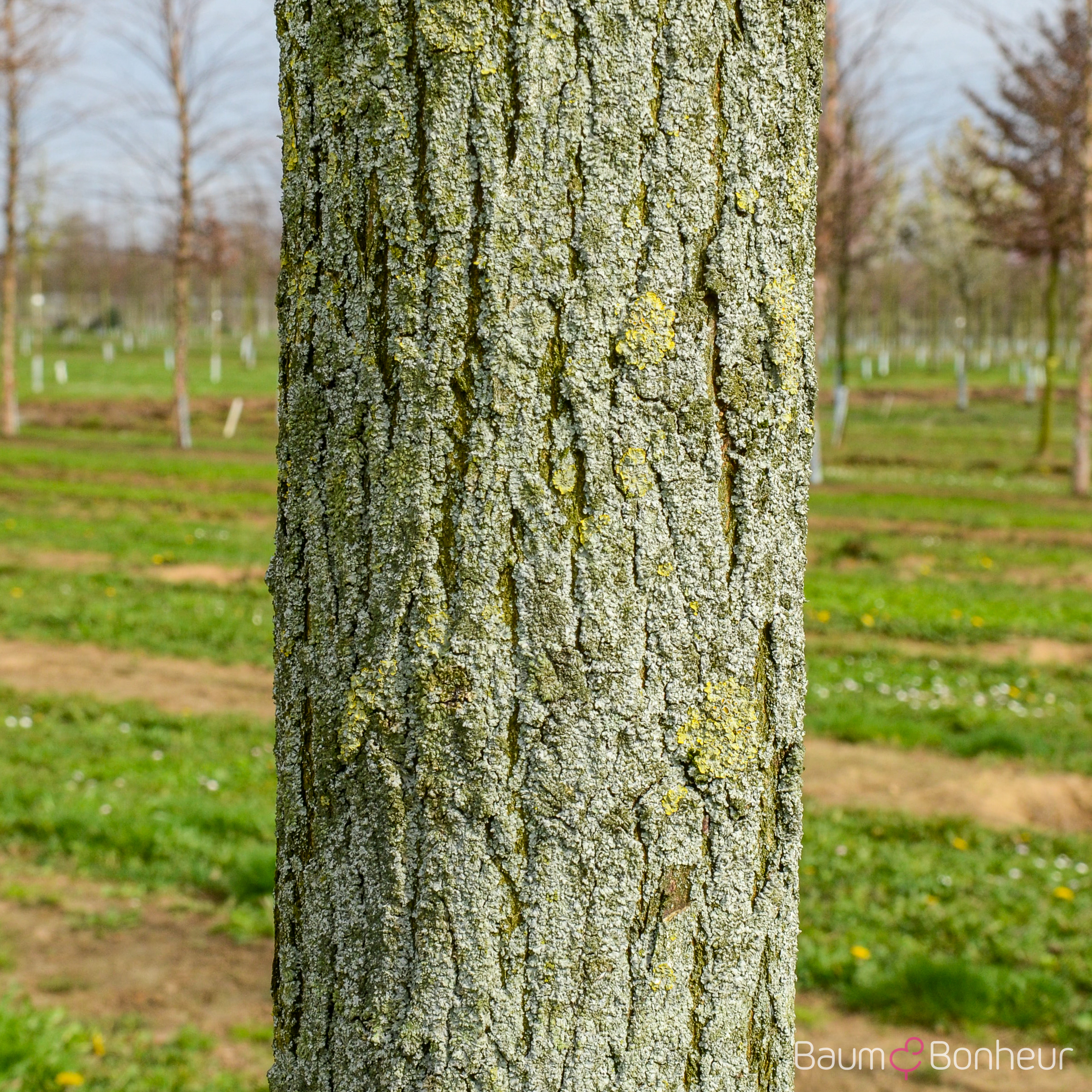 Robinia pseudoacacia 'Umbraculifera'