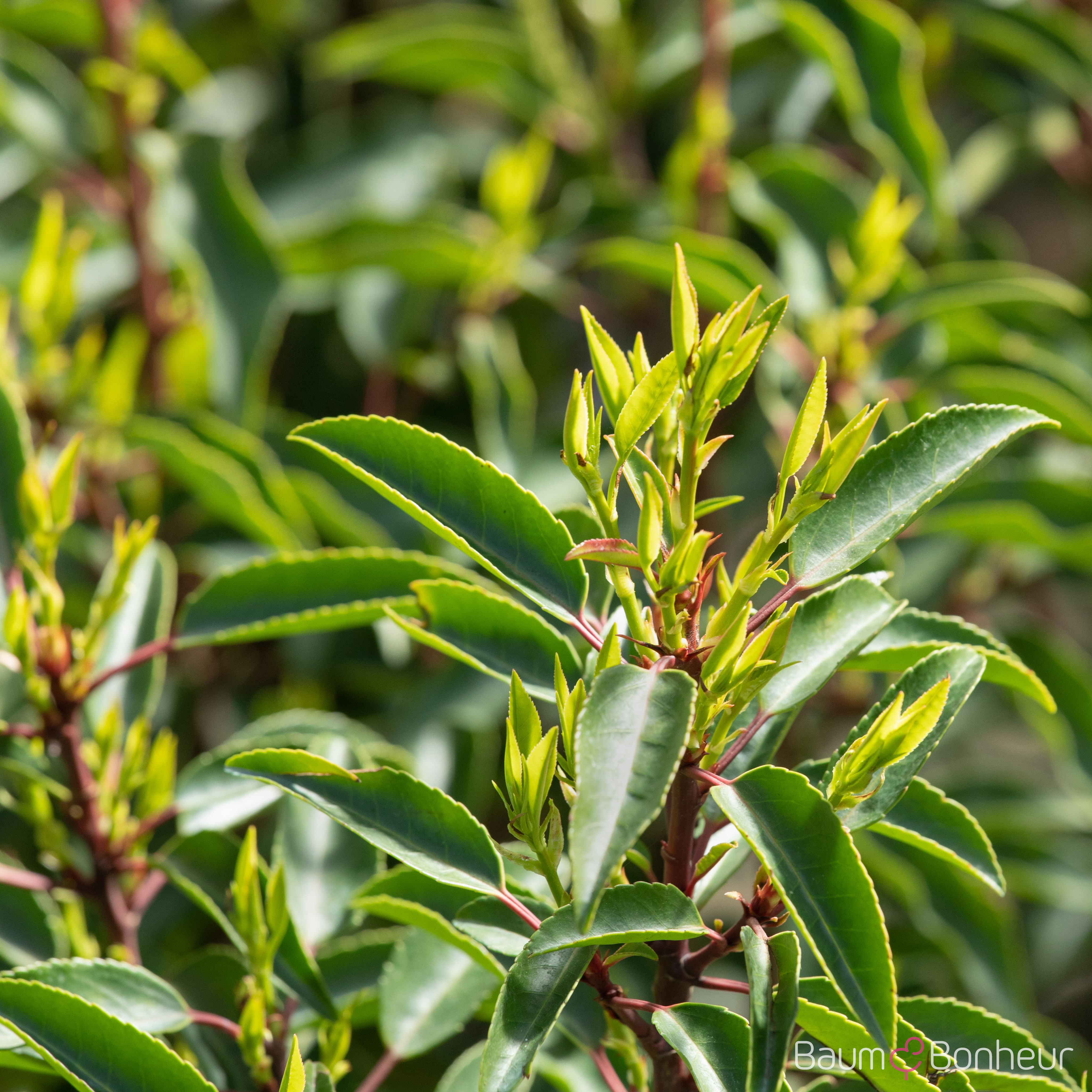 Prunus lusitanica