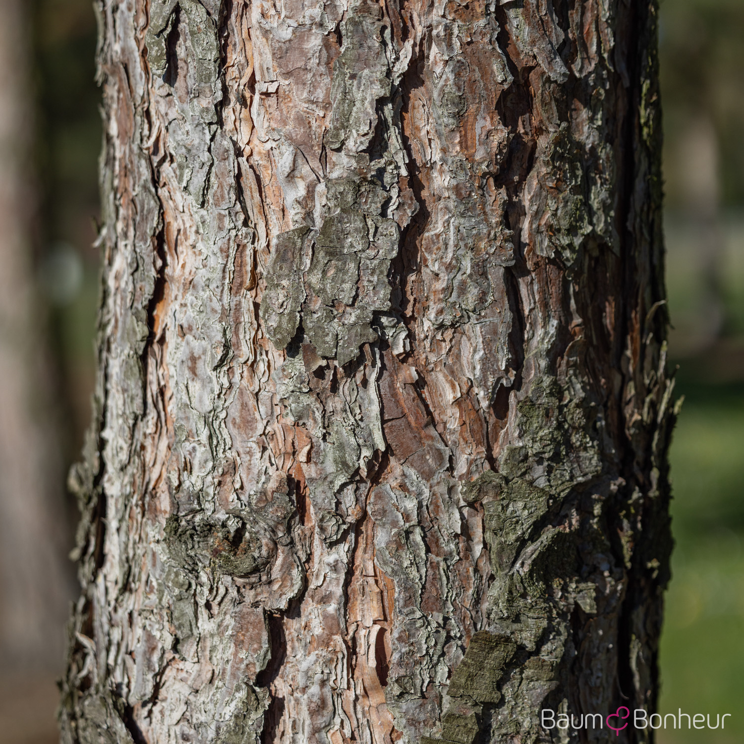 Pinus nigra laricio