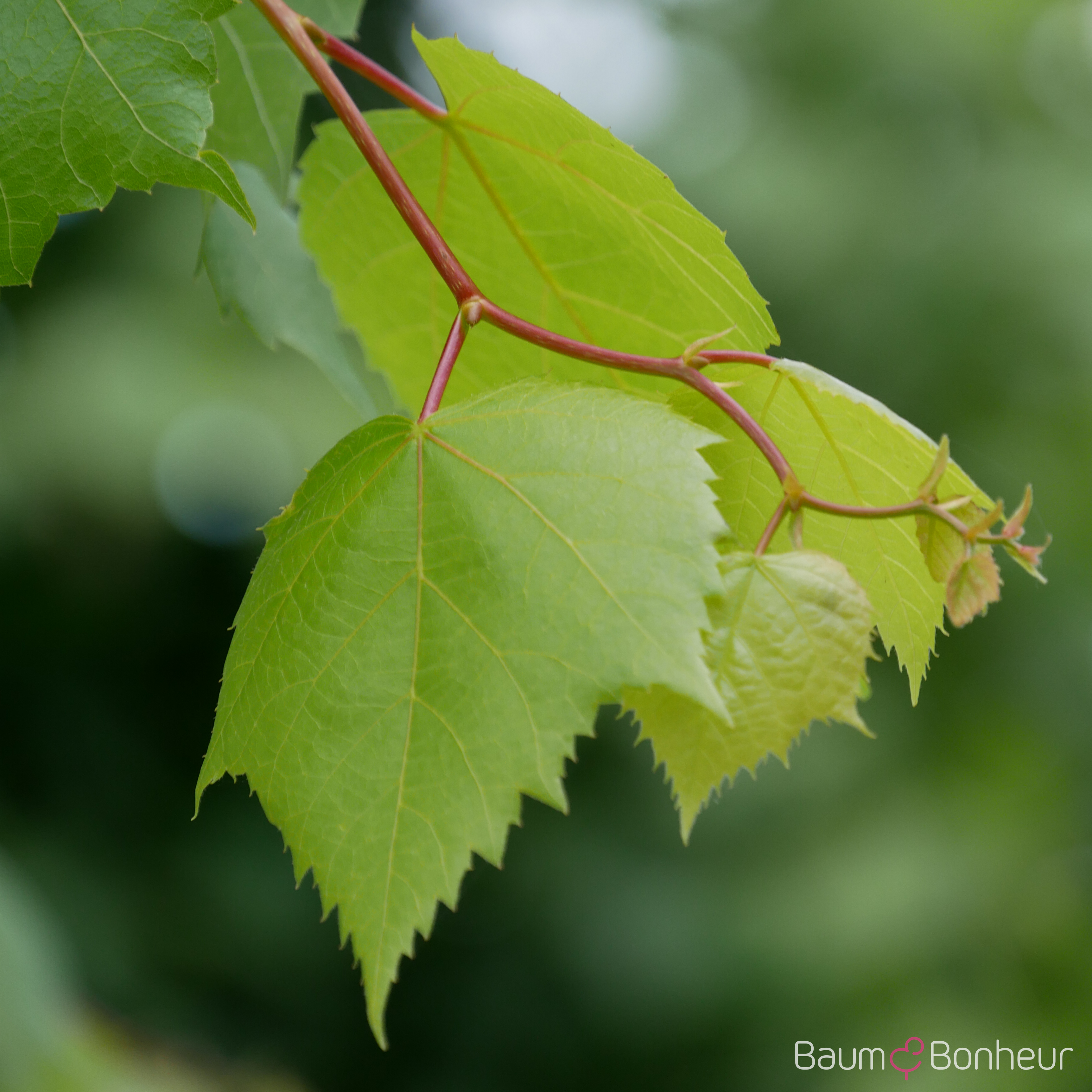 Tilia mongolica 'Buda'