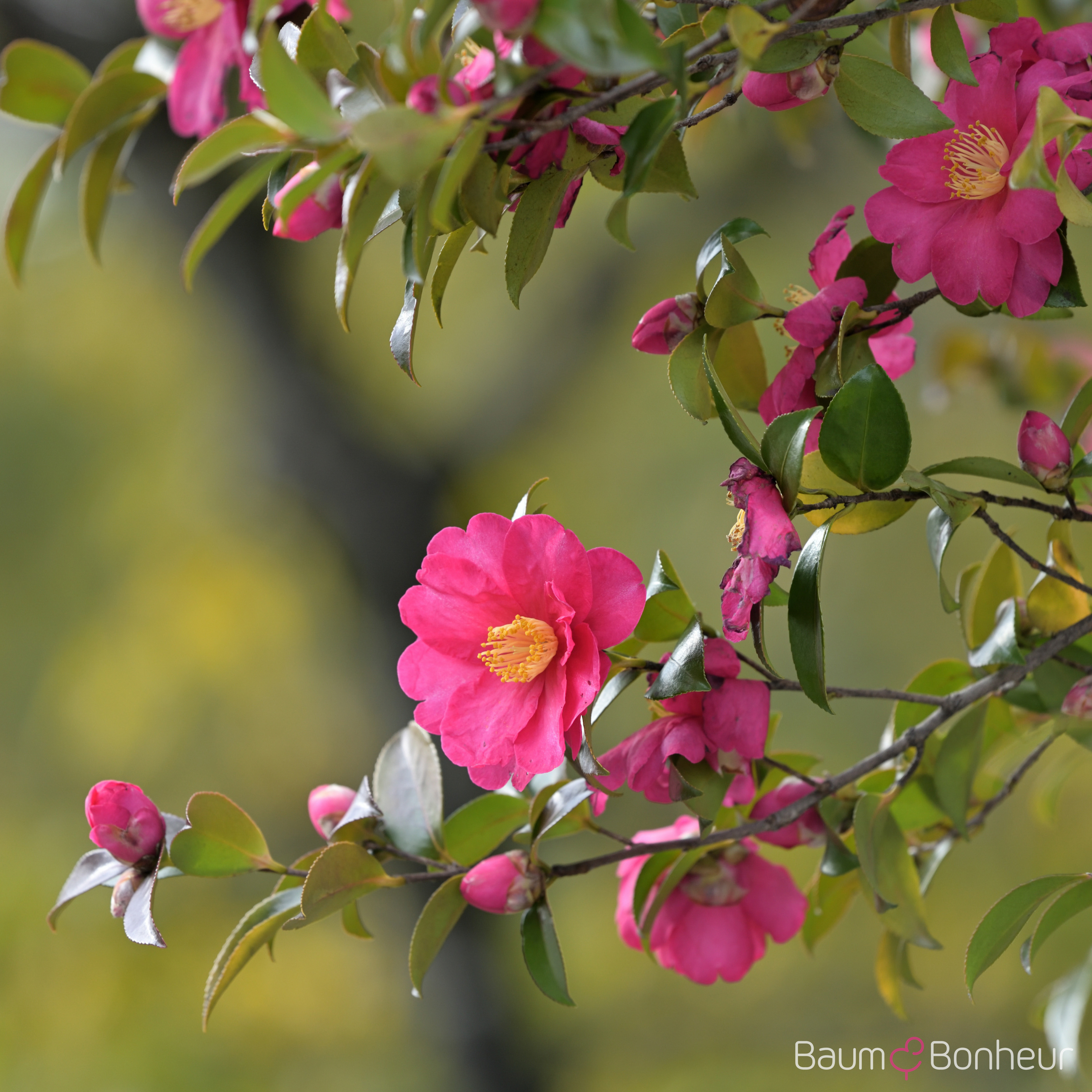 Camellia sasanqua