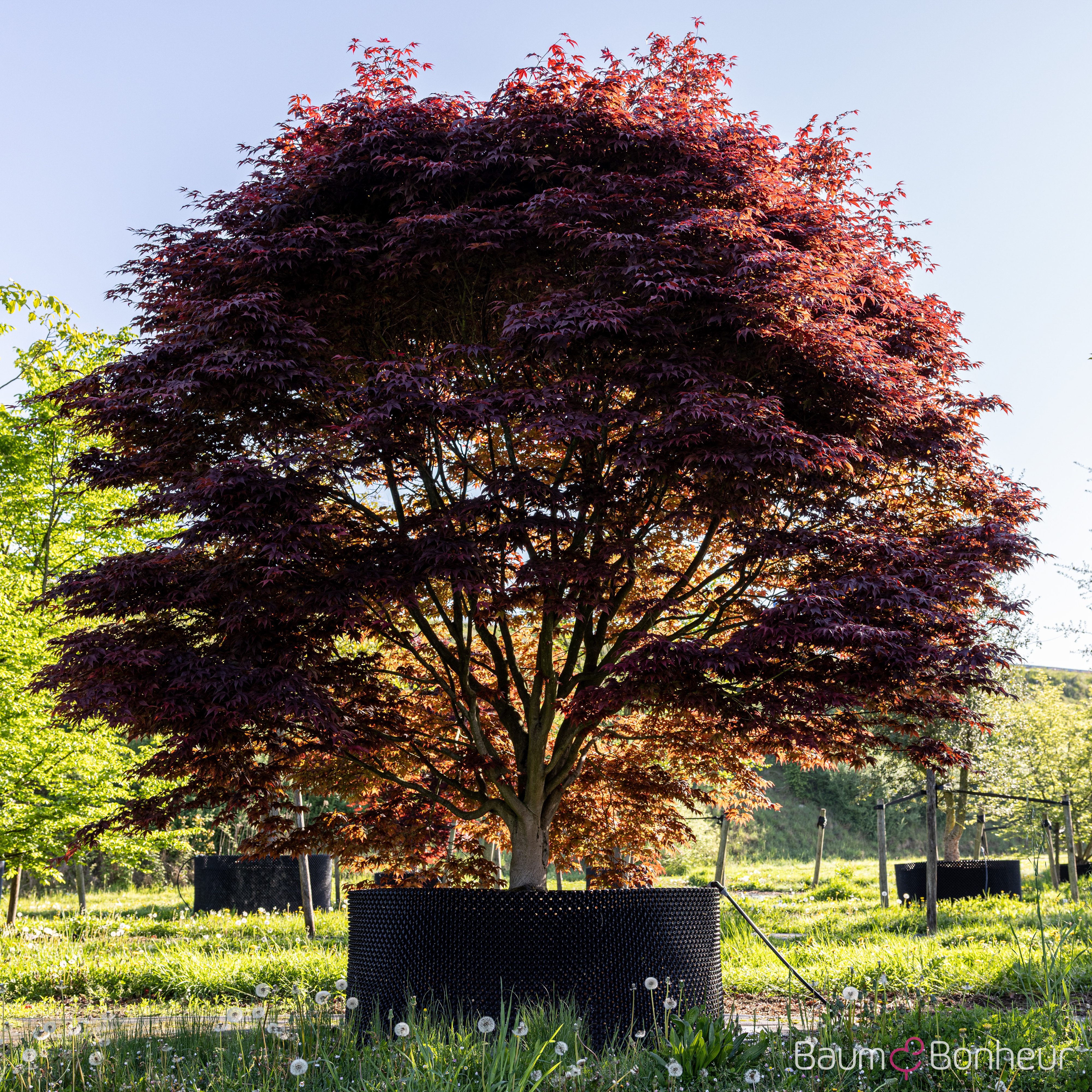 Acer palmatum 'Bloodgood'