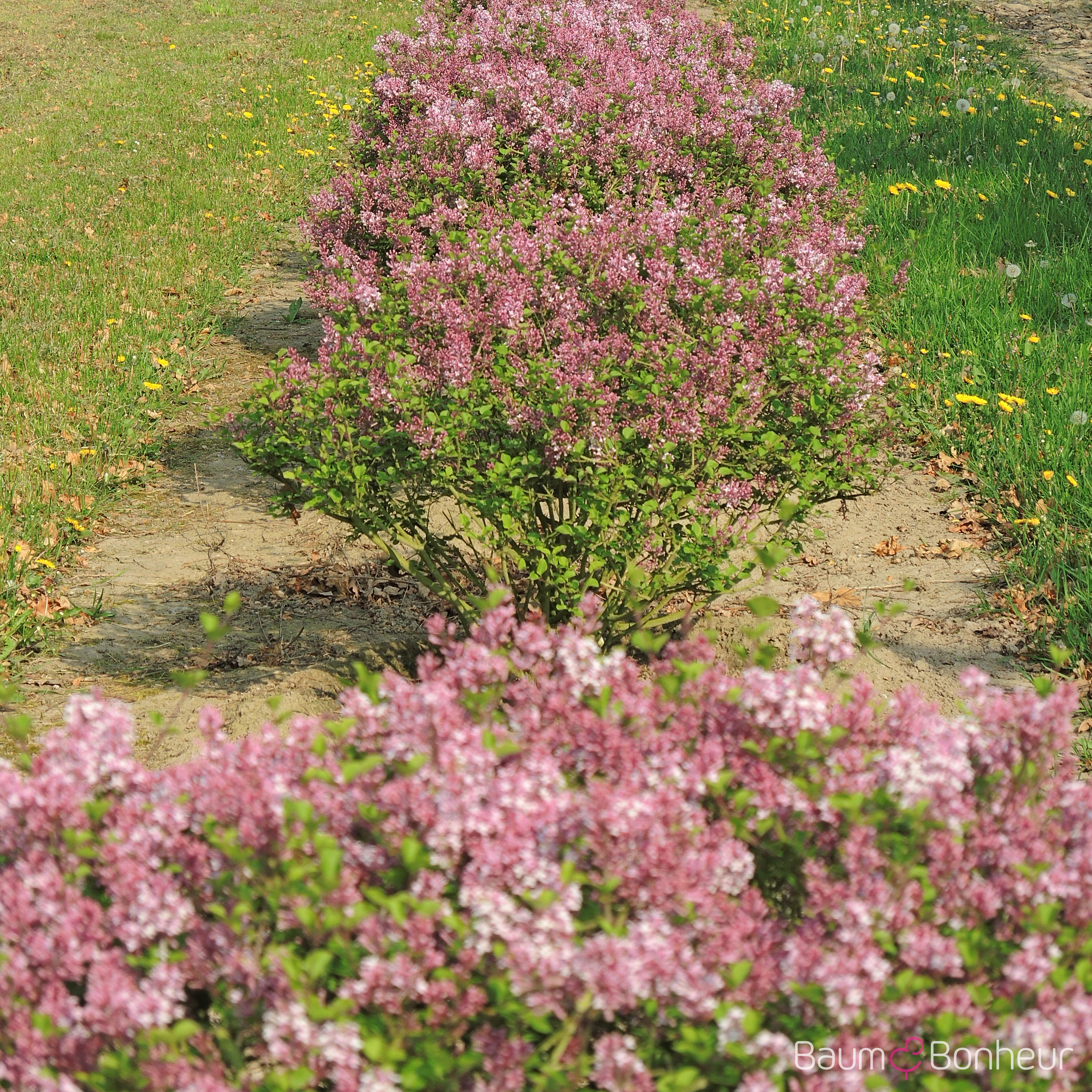 Syringa meyeri 'Palibin'