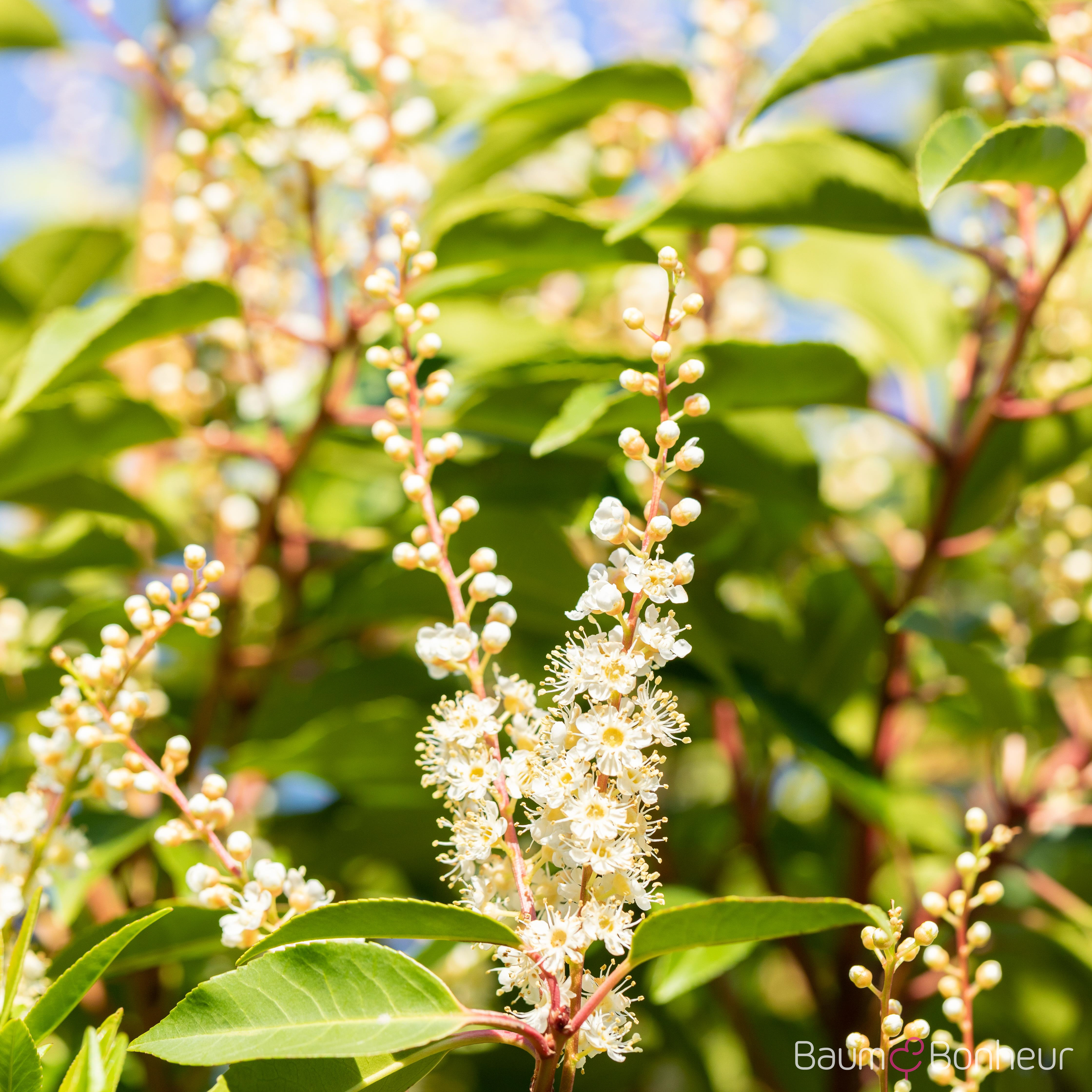 Prunus lusitanica 'Angustifolia'