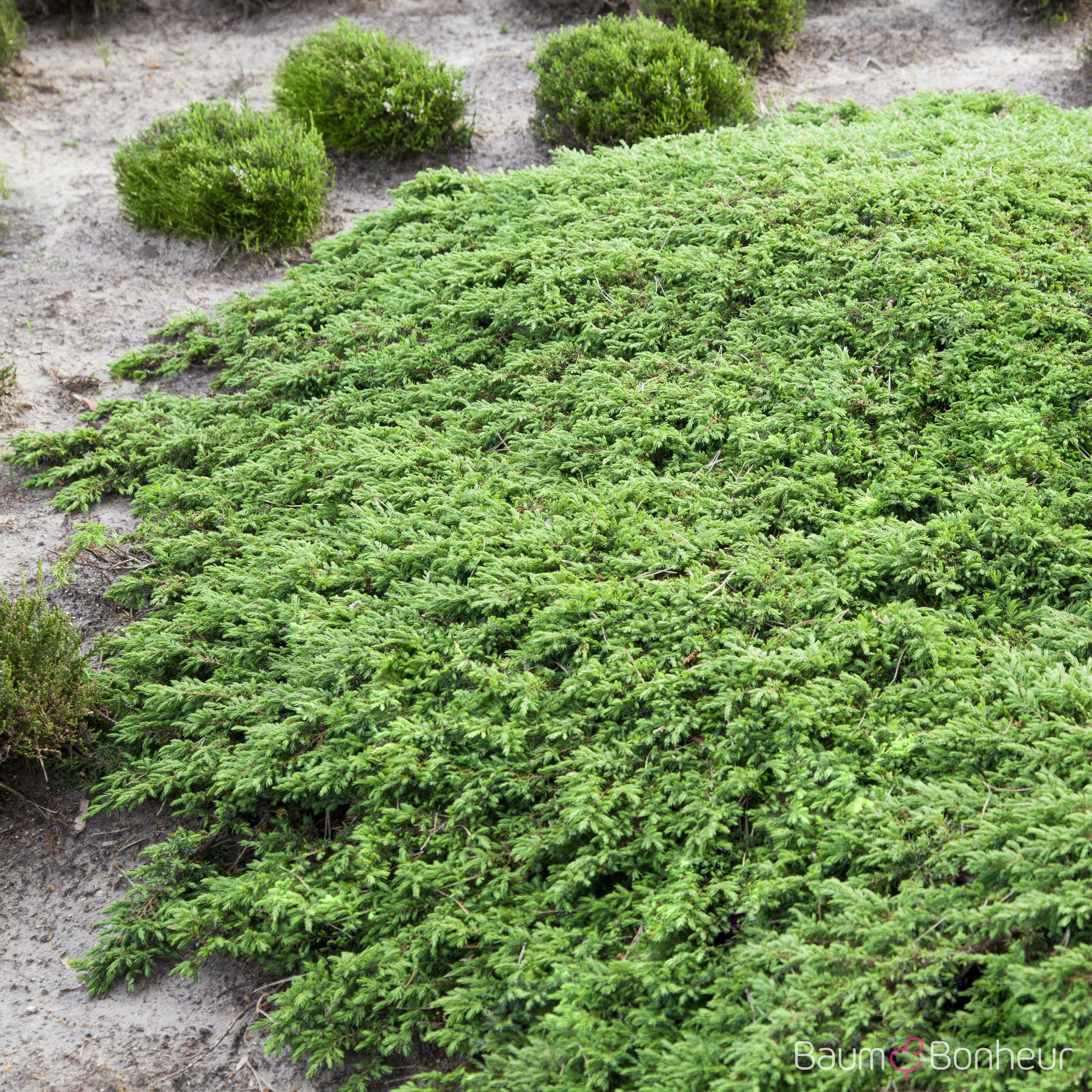 Juniperus communis 'Green Carpet'