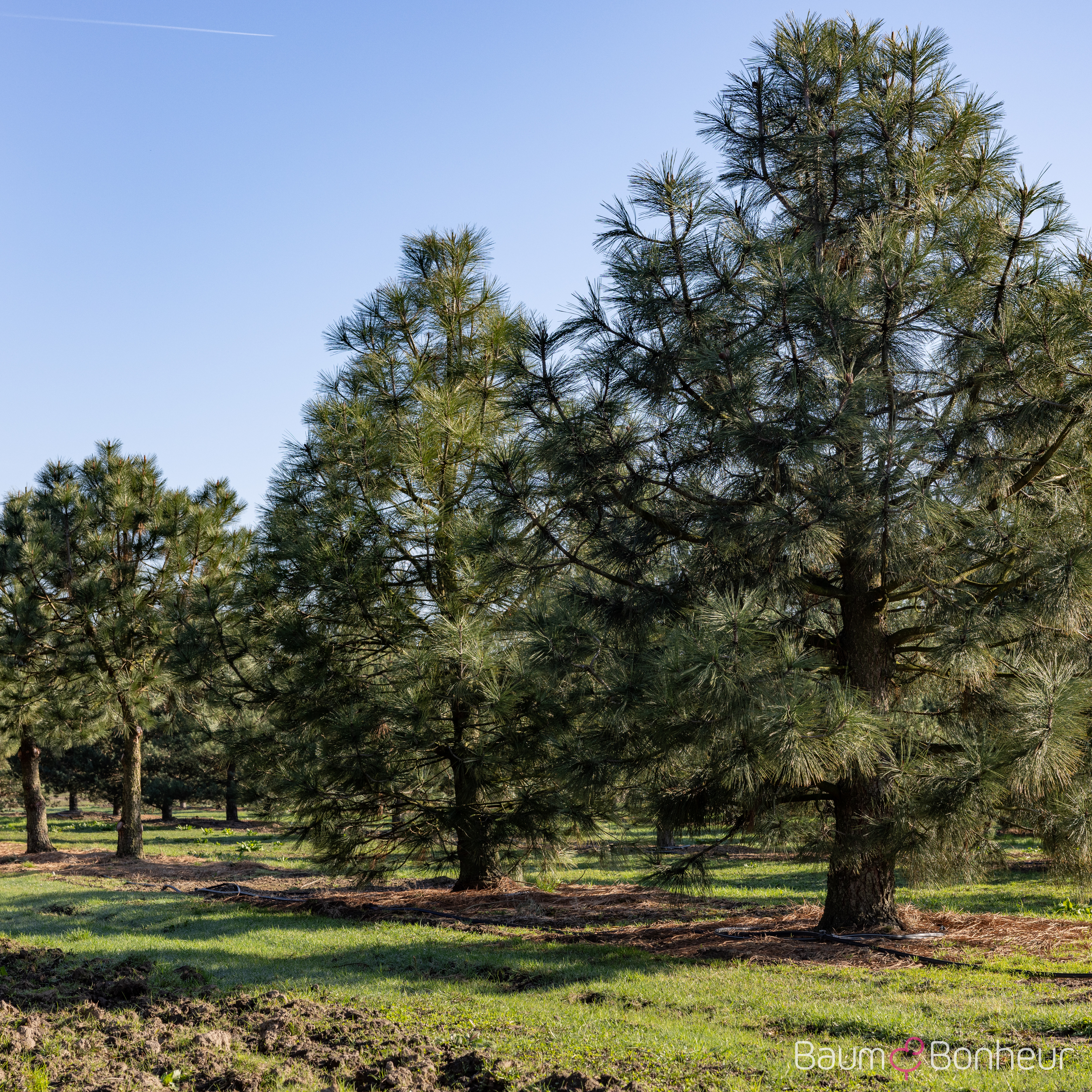Pinus ponderosa