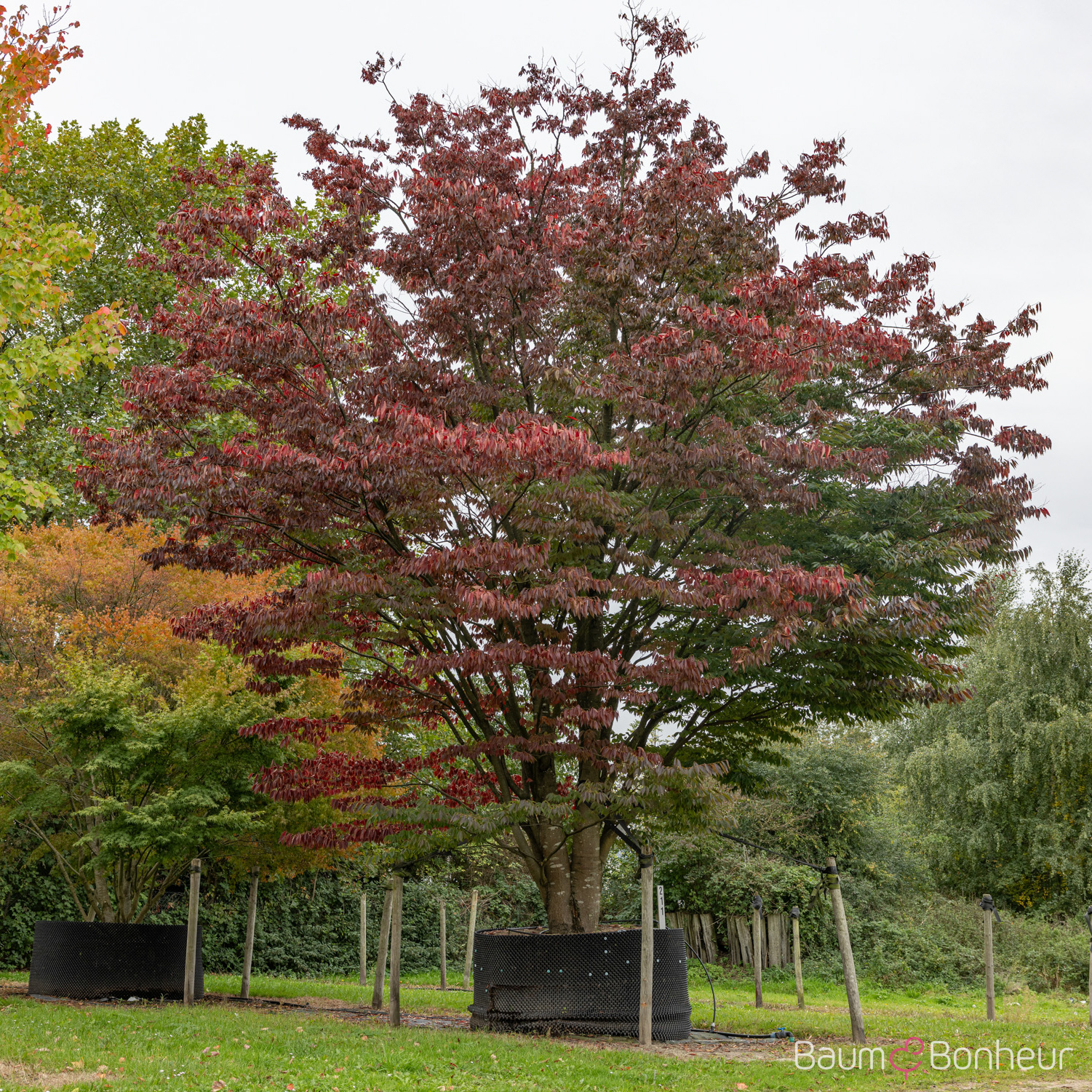 Zelkova serrata