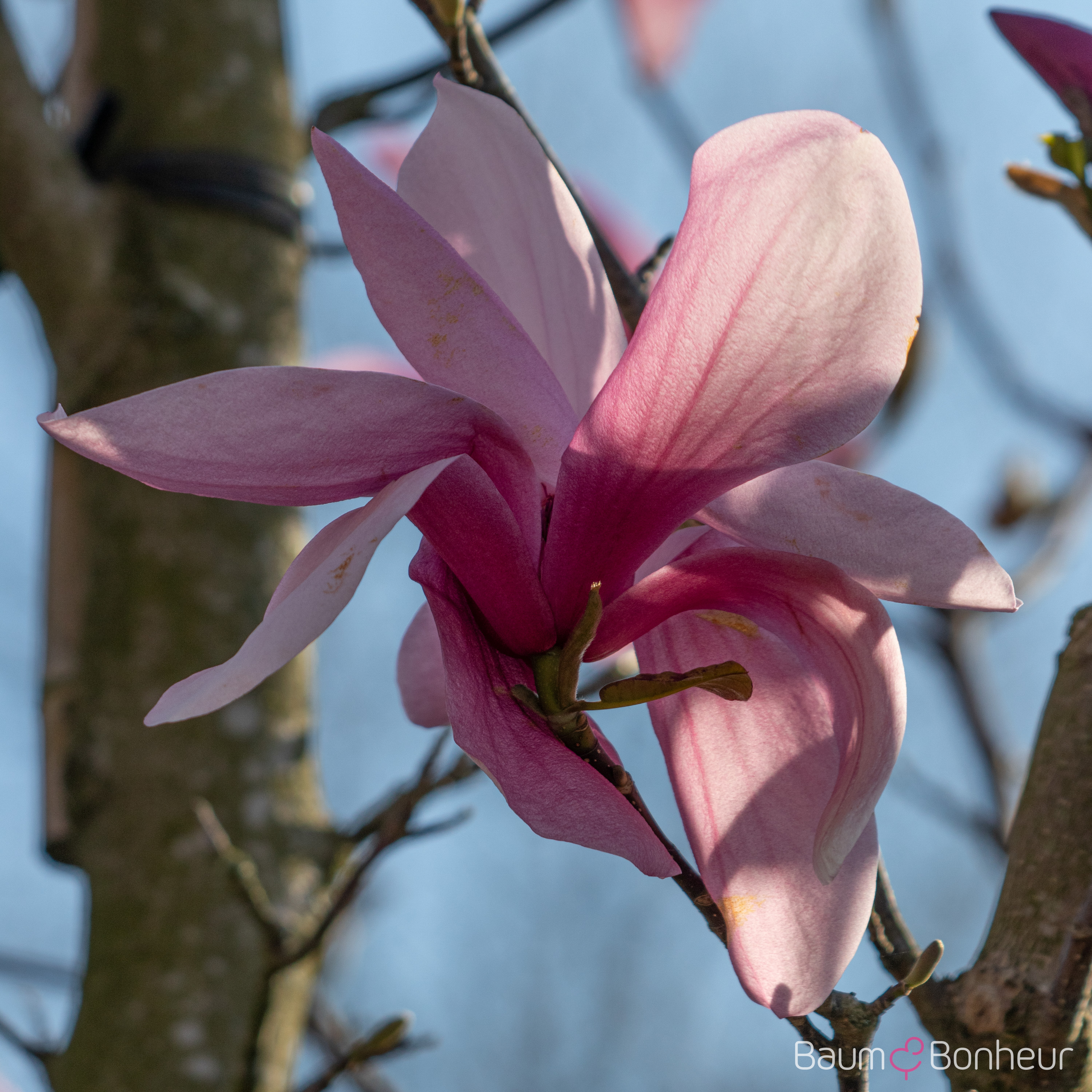 Magnolia 'Galaxy'