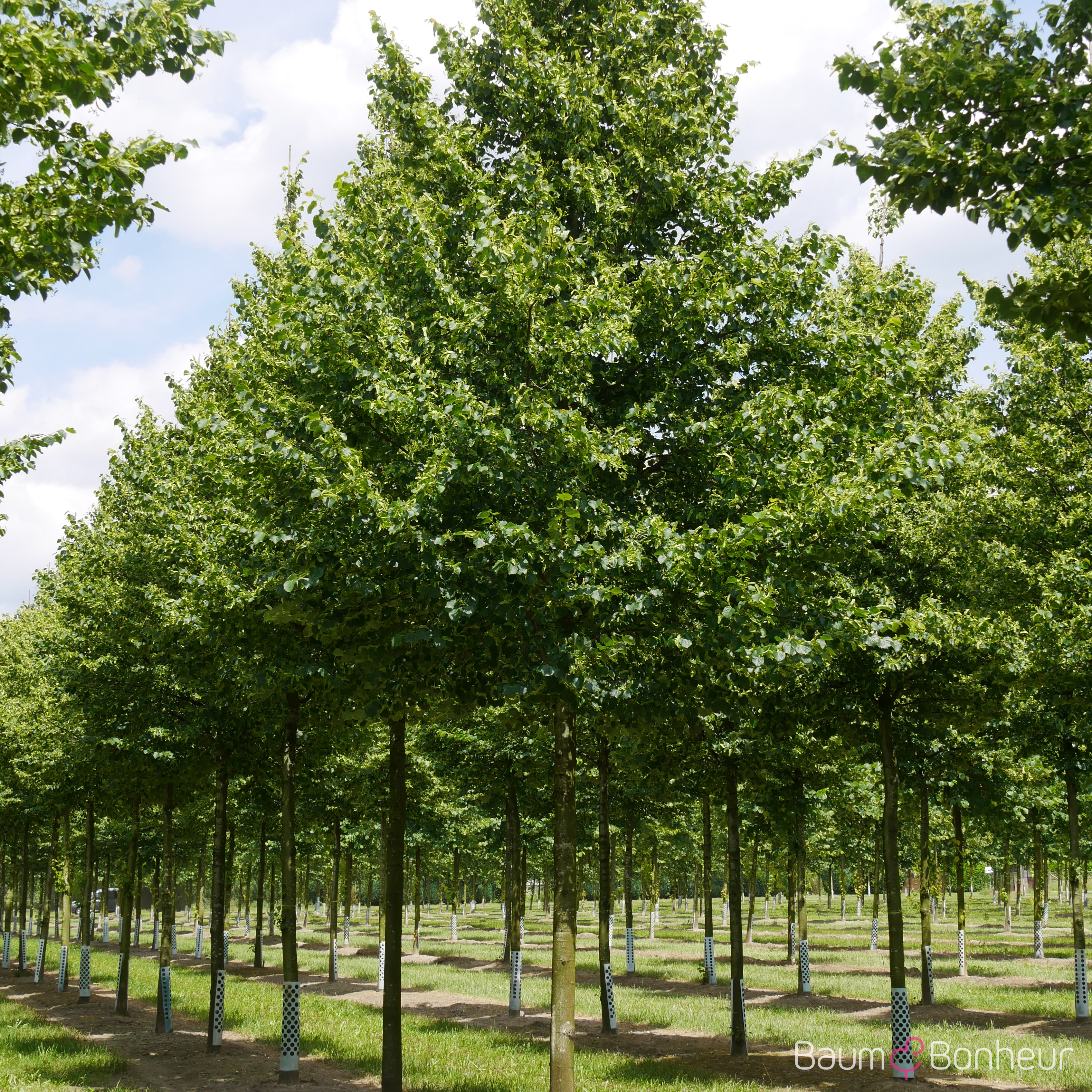 Tilia cordata 'Dila' -S-