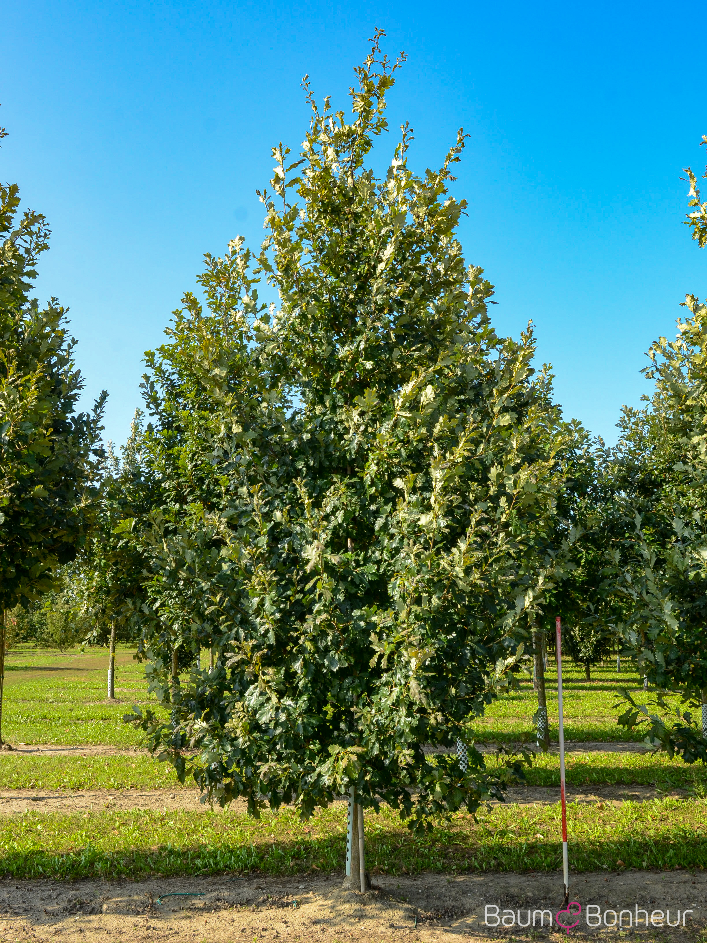 Quercus macdanielii 'Heritage' -R-