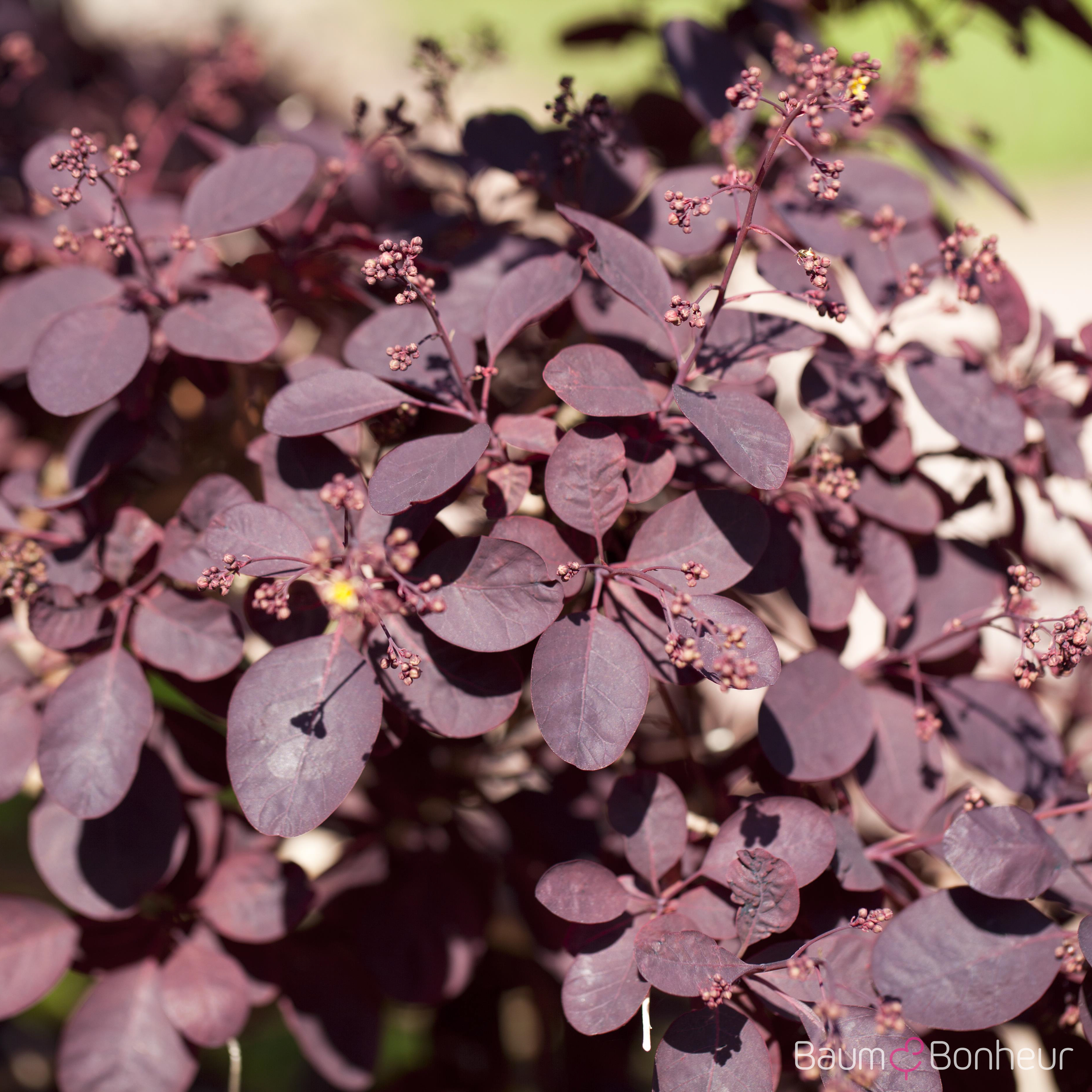 Cotinus coggygria 'Royal Purple'