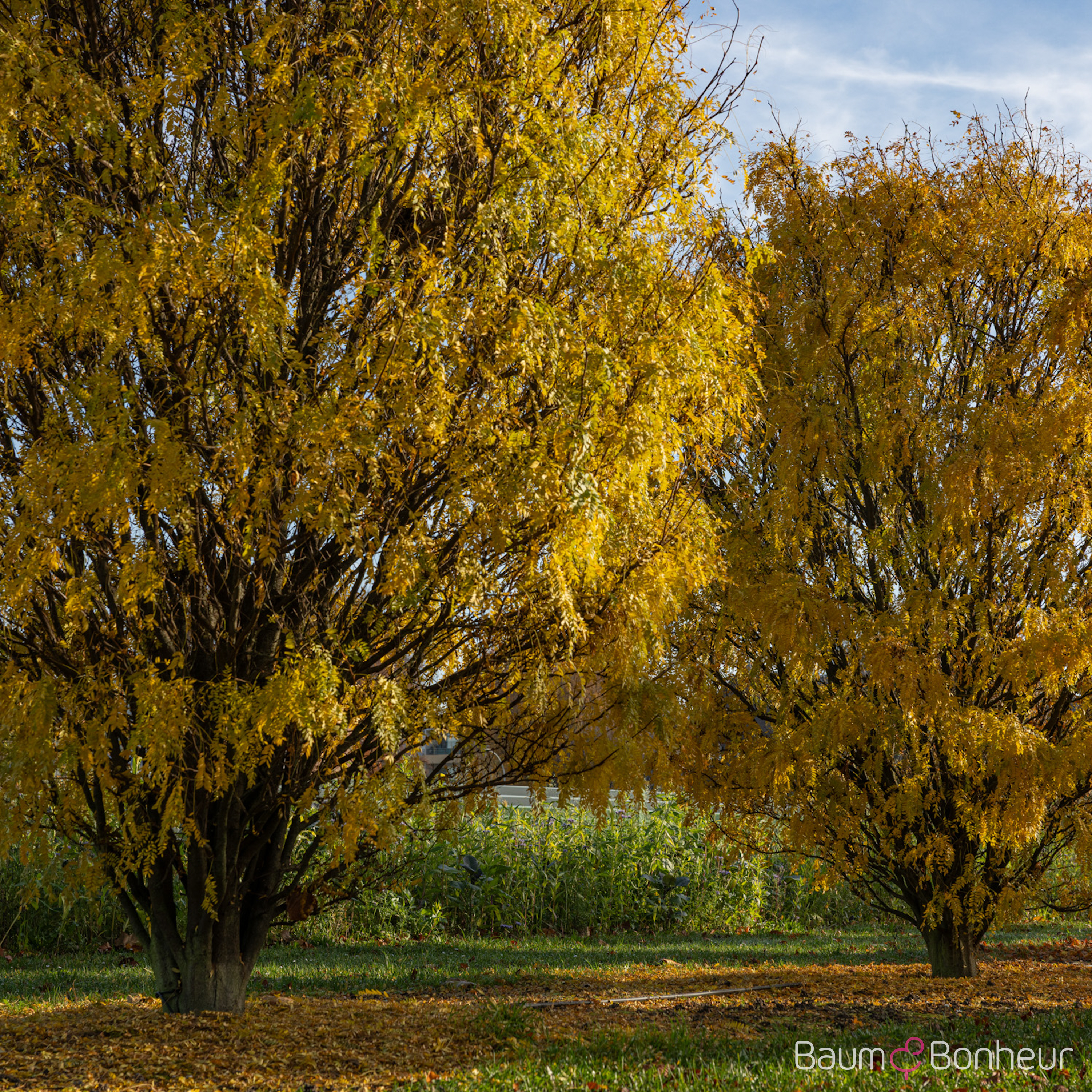 Gleditsia triacanthos 'Elegantissima'