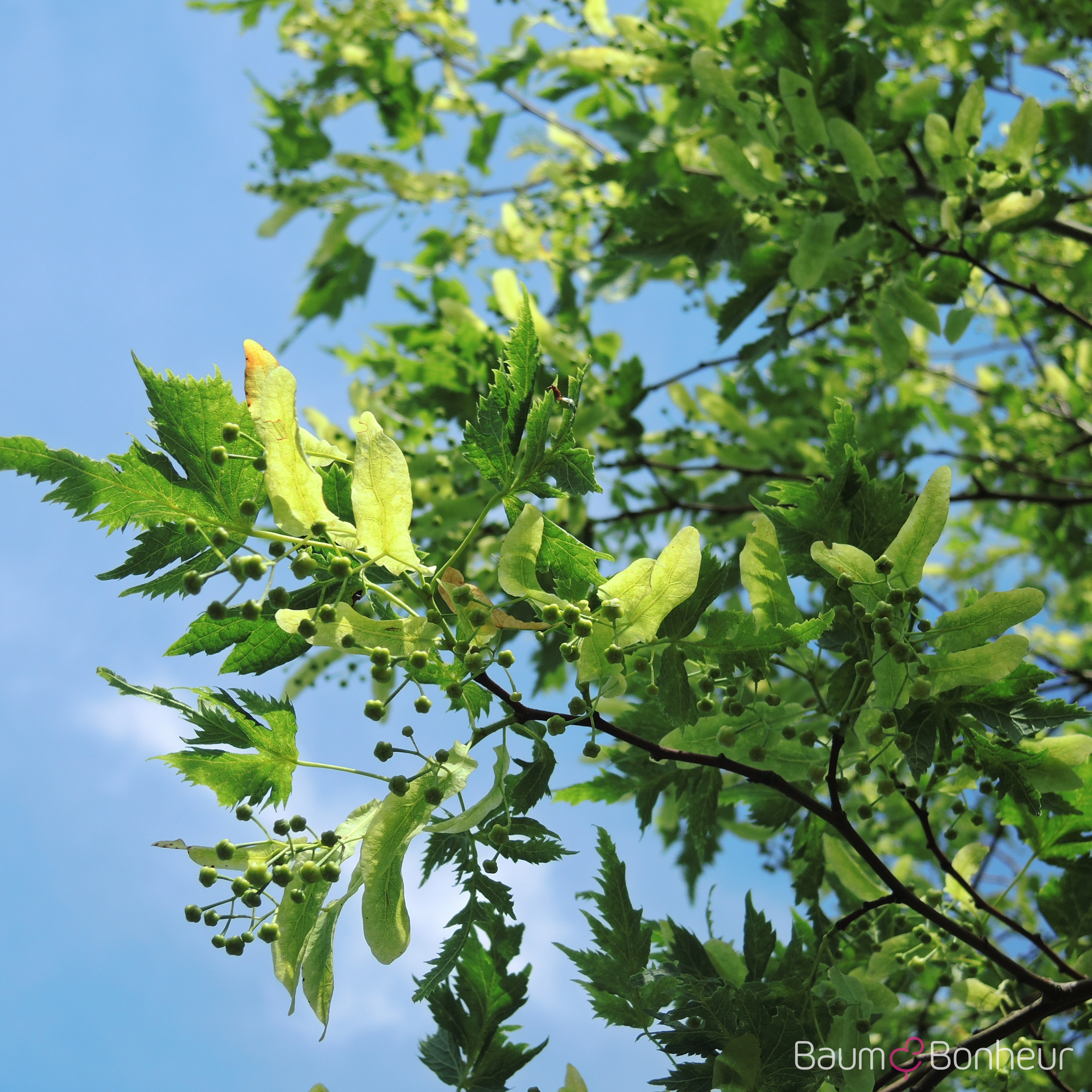 Tilia platyphyllos 'Laciniata'