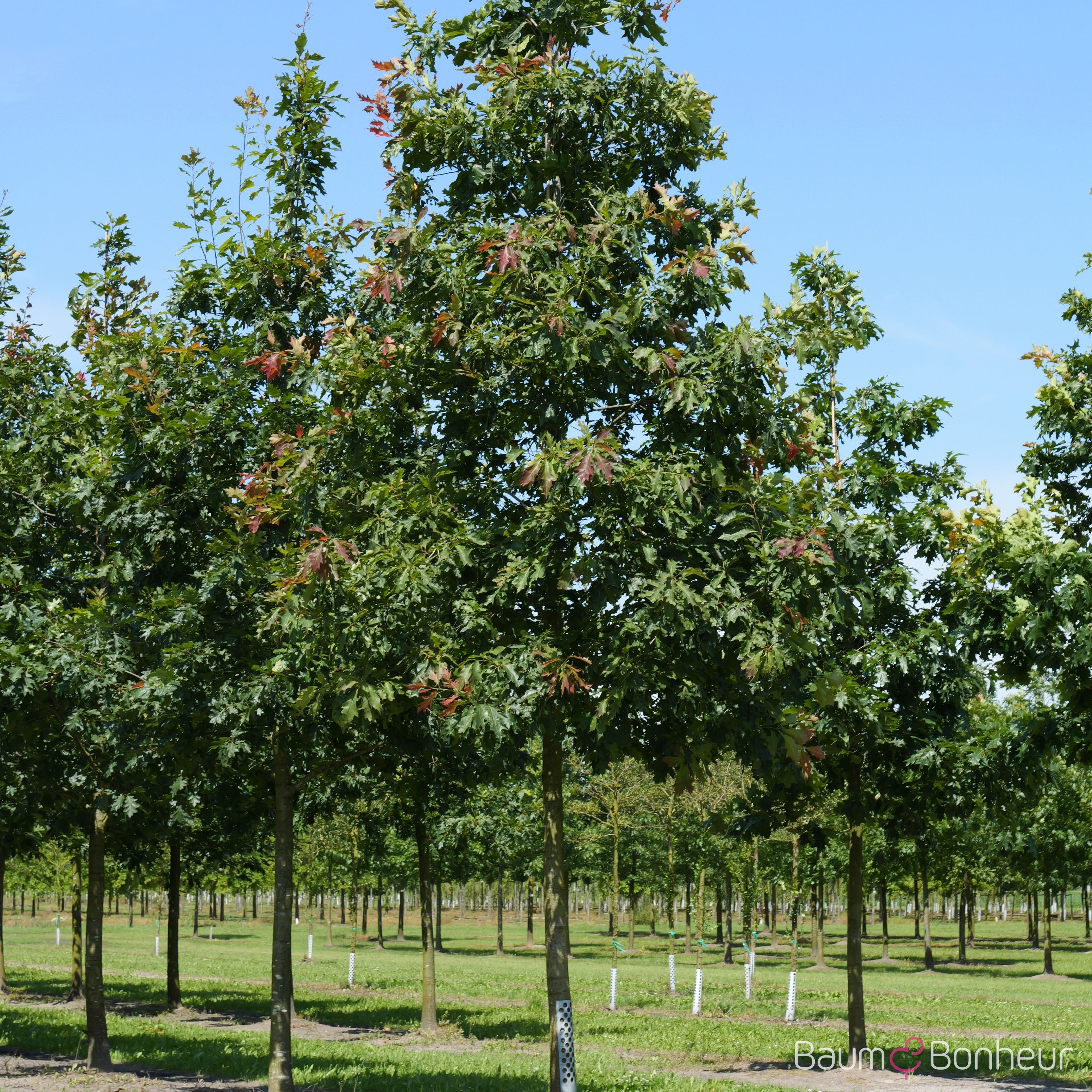 Quercus rubra