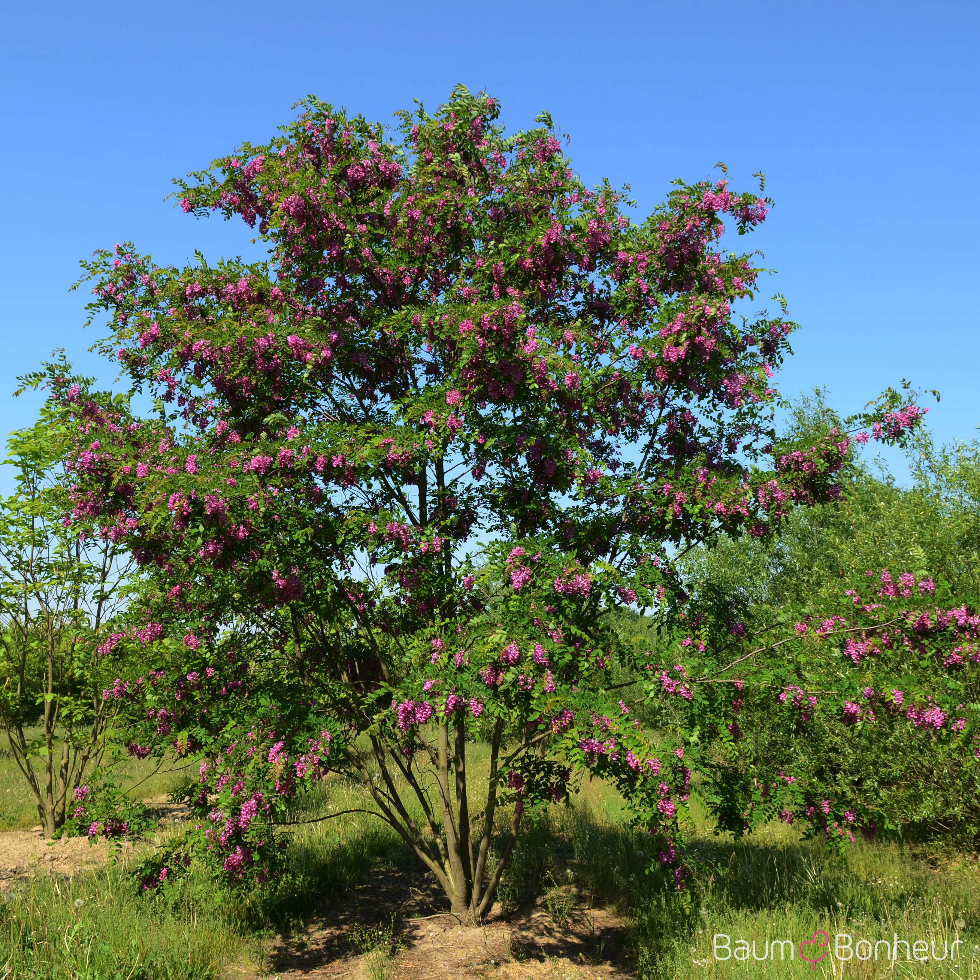 Robinia 'Pink Cascade'