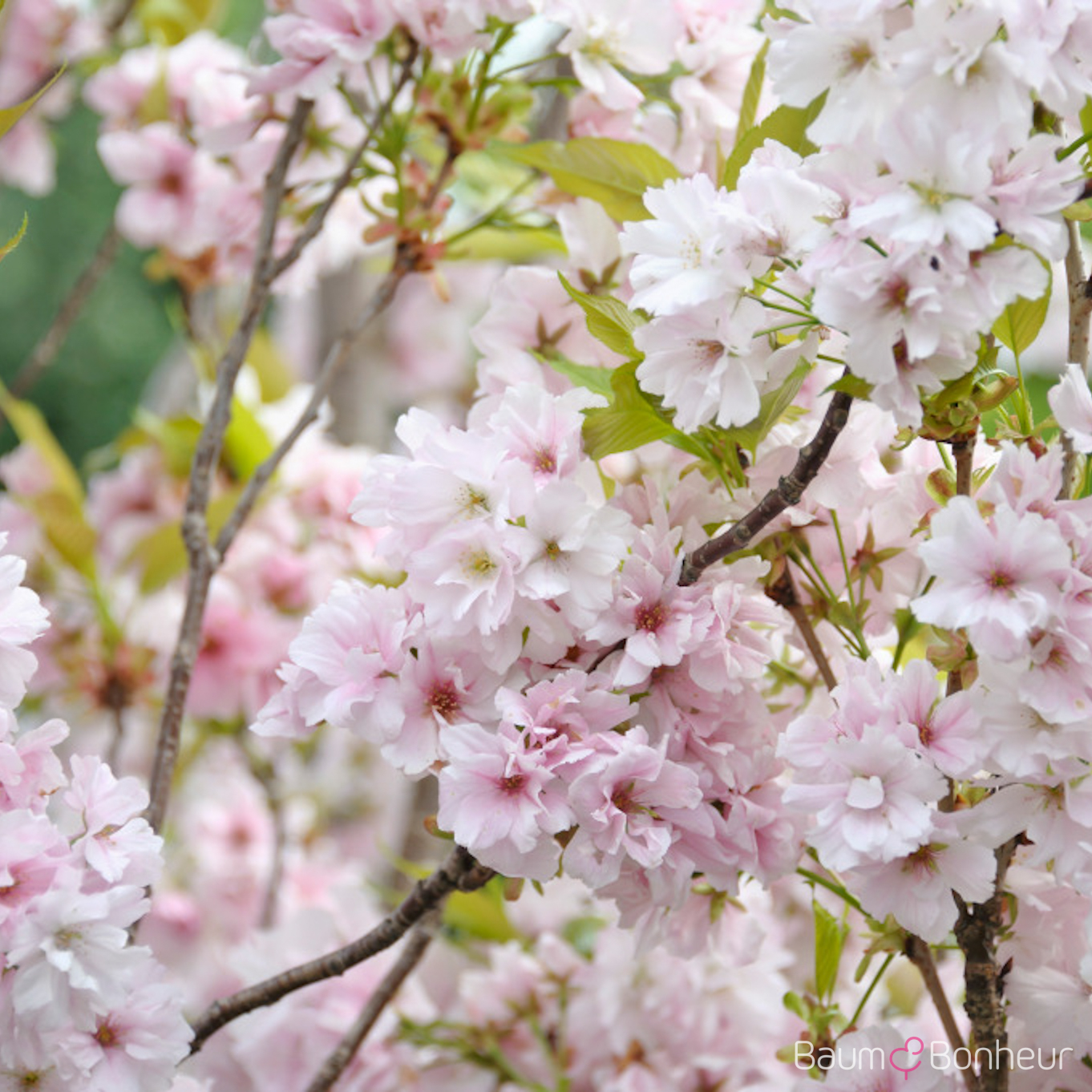 Prunus serrulata 'Amanogawa'