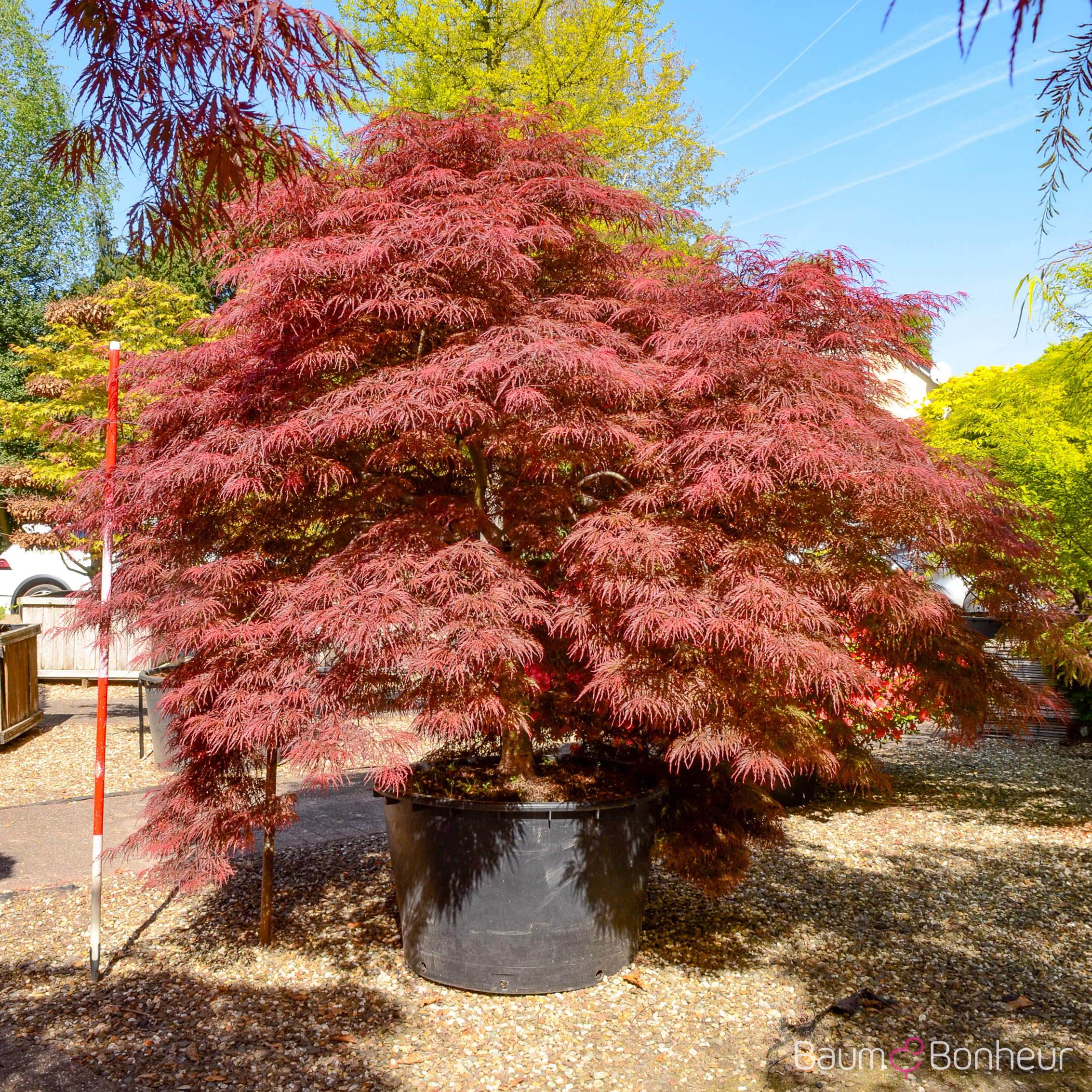 Acer palmatum 'Dissectum Atropurpureum'