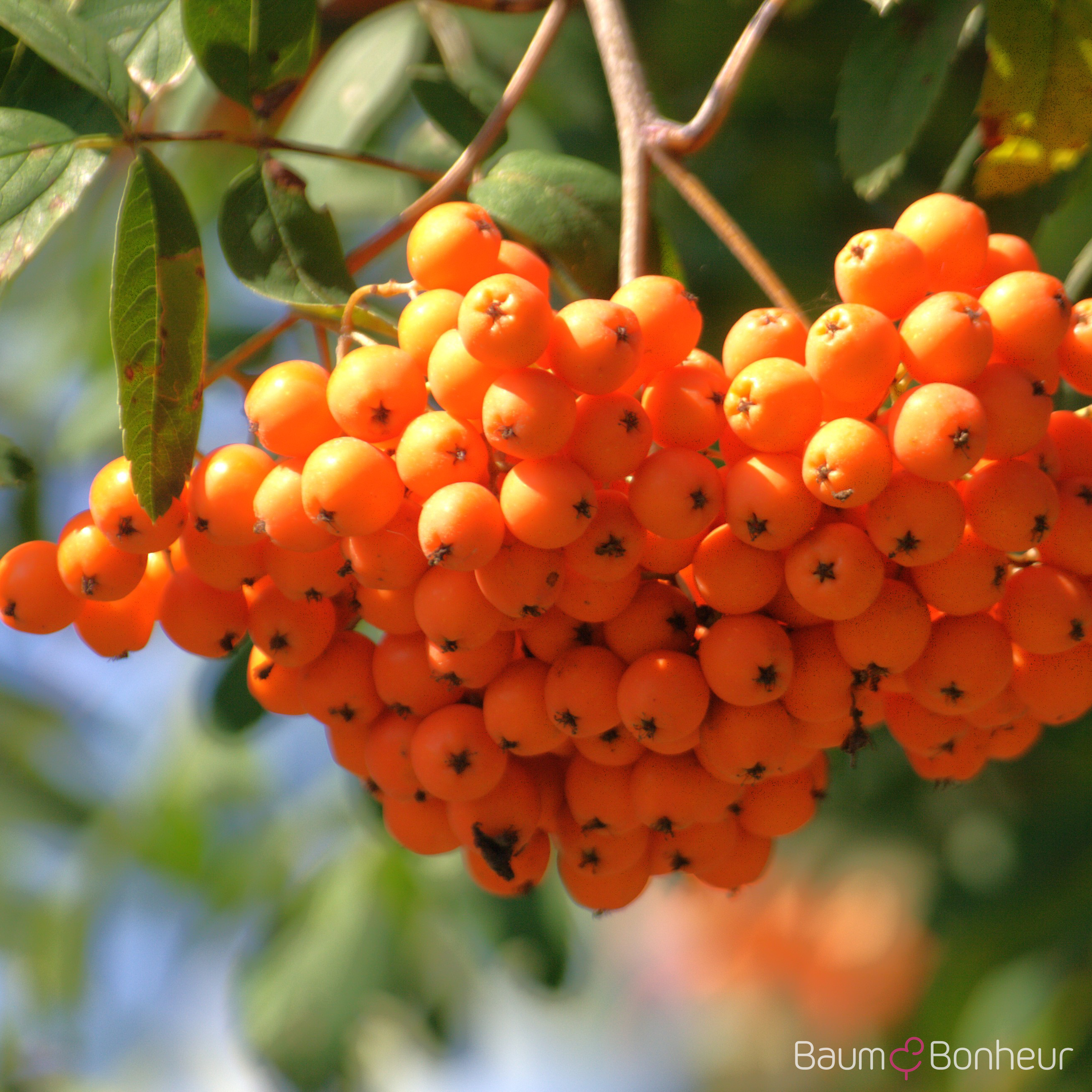 Sorbus aucuparia 'Sheerwater Seedling'