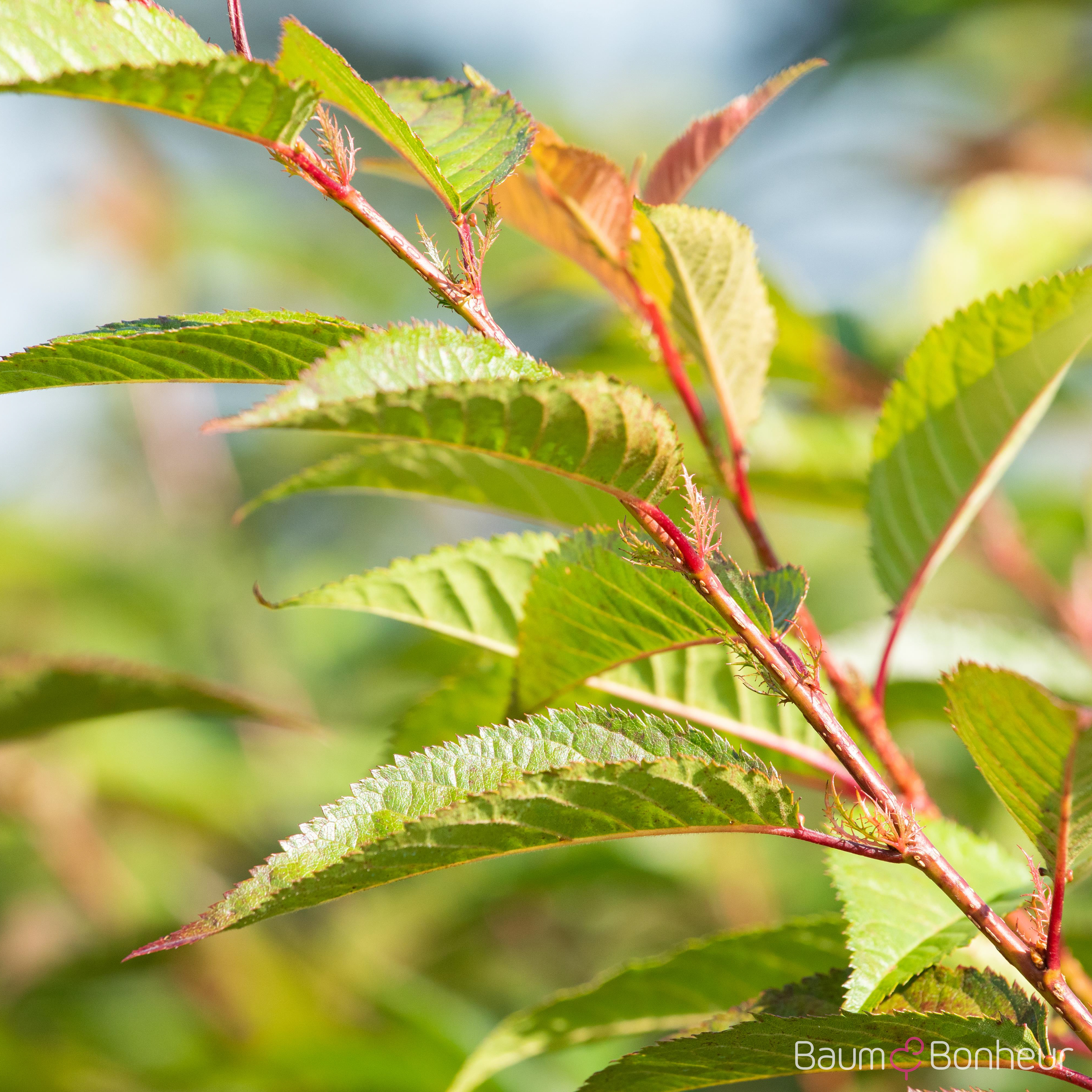 Prunus 'Okame'