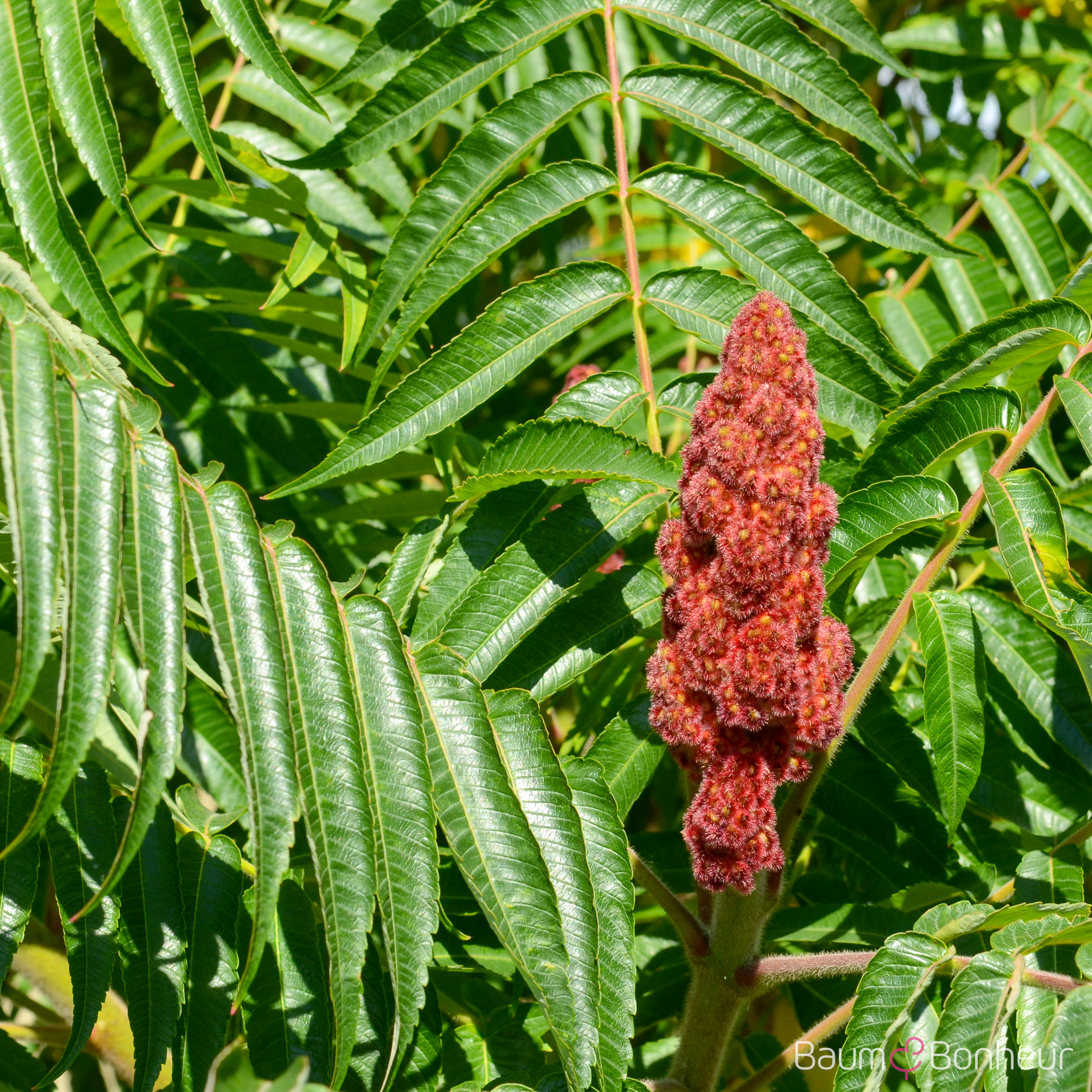 Rhus typhina