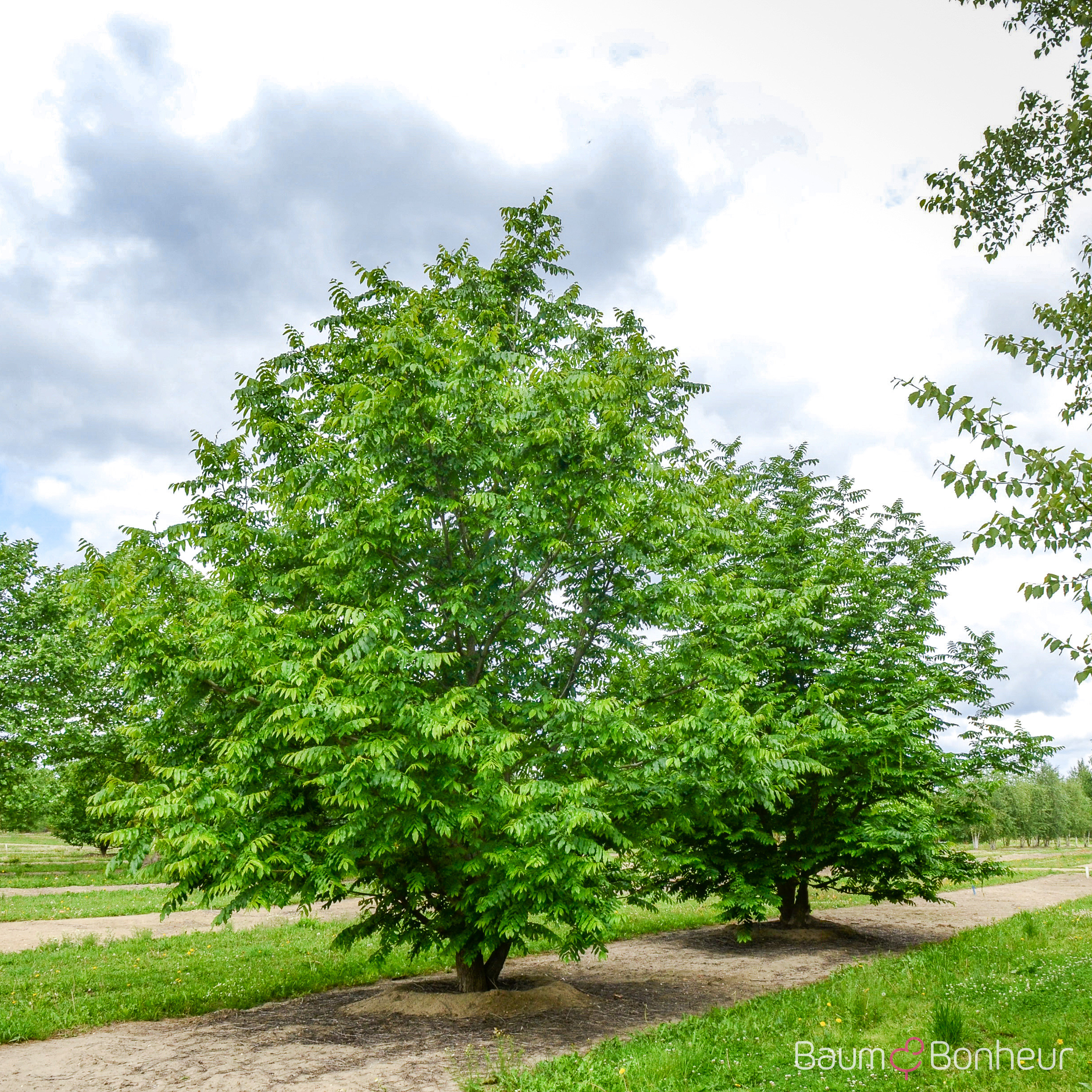 Pterocarya fraxinifolia
