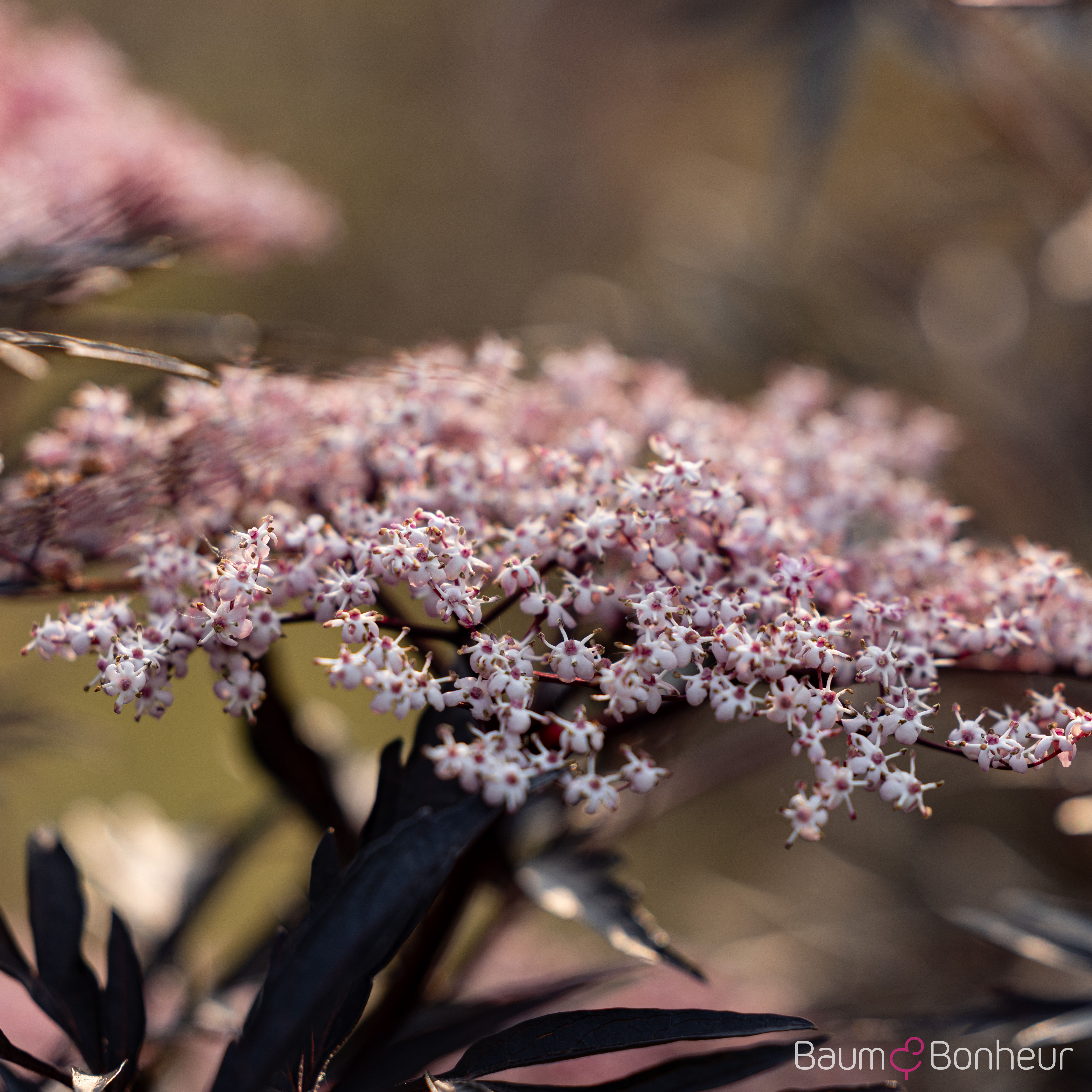 Sambucus nigra 'Black Lace' -R--S-