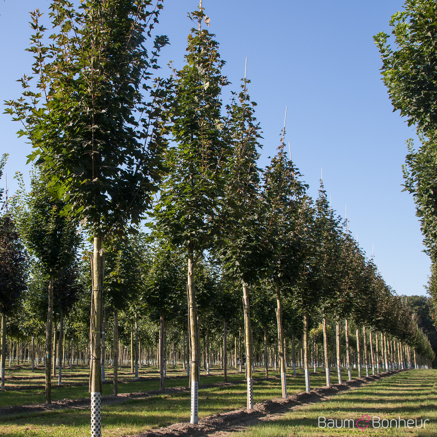 Acer platanoides 'Fairview'