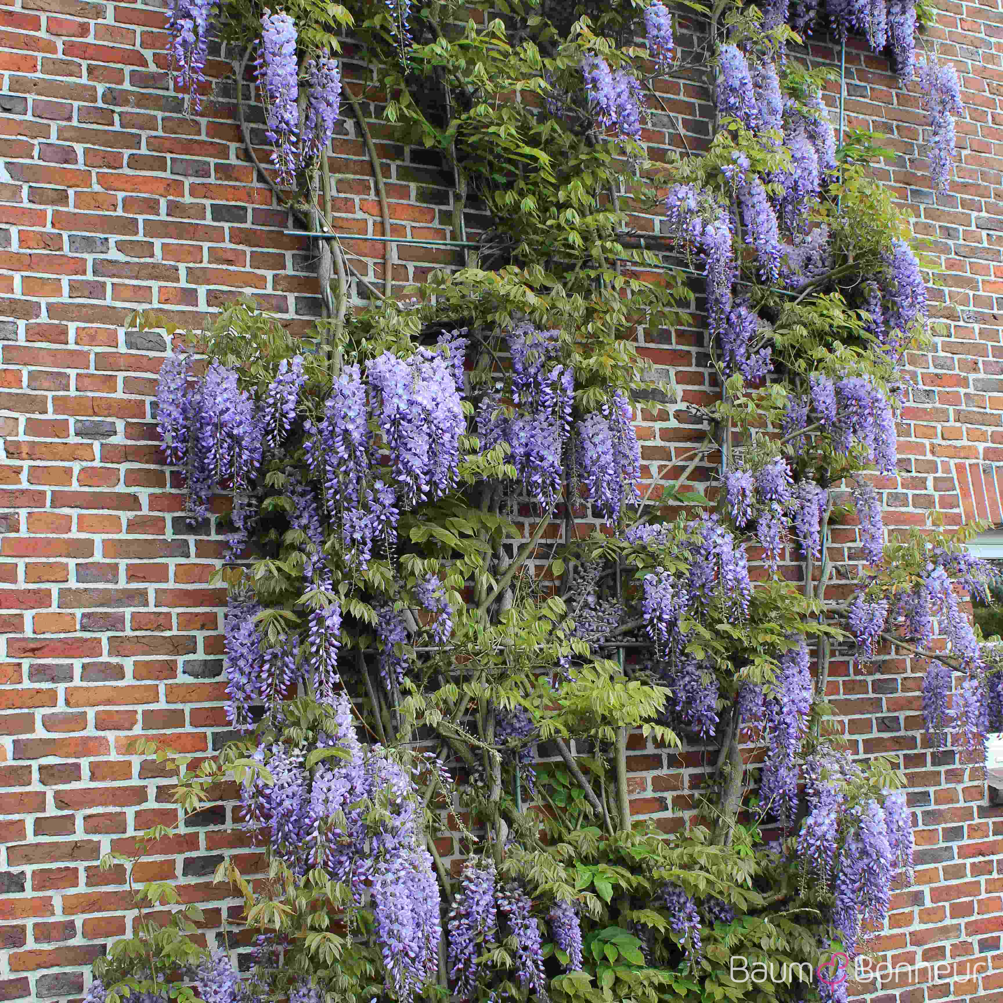 Wisteria floribunda