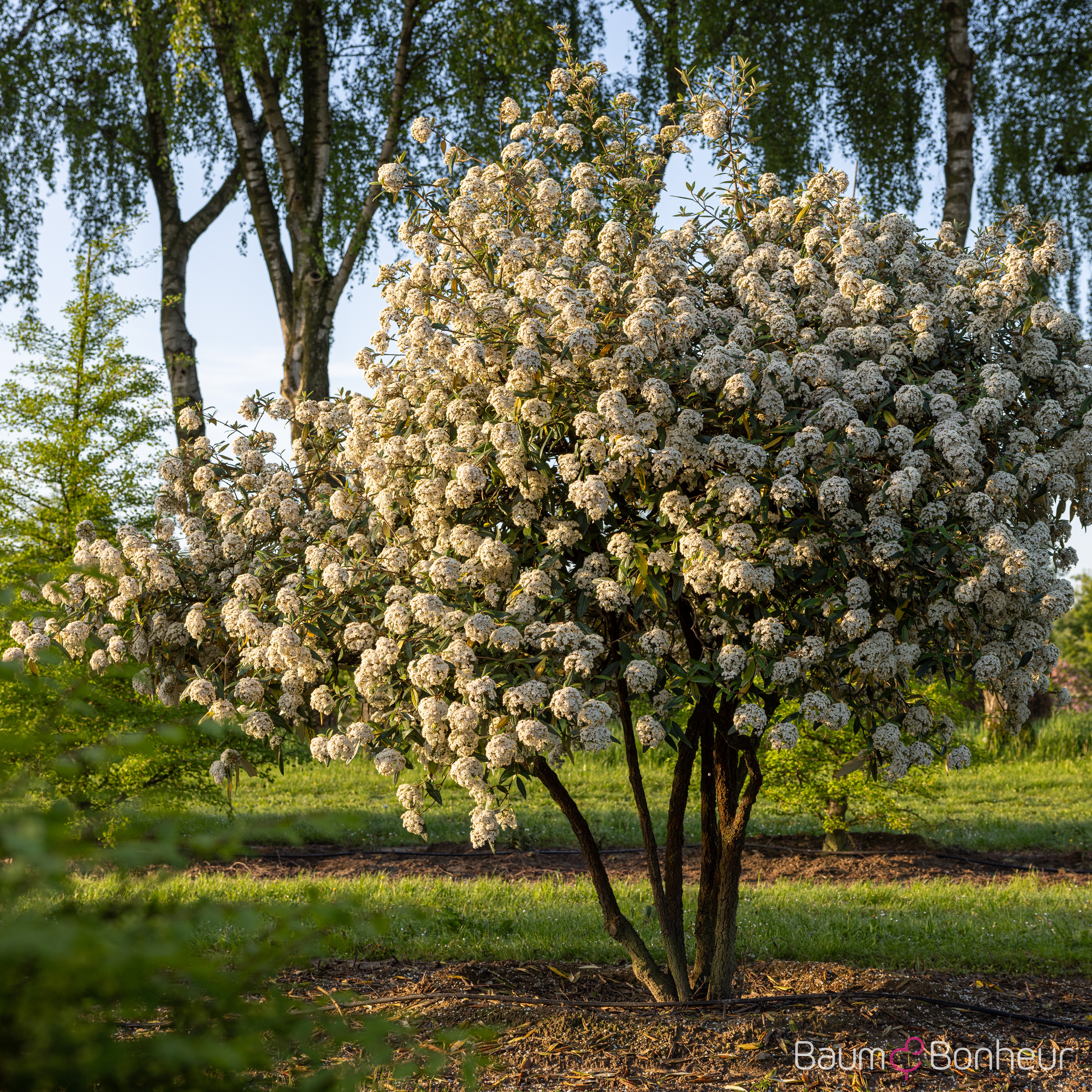 Viburnum 'Pragense'