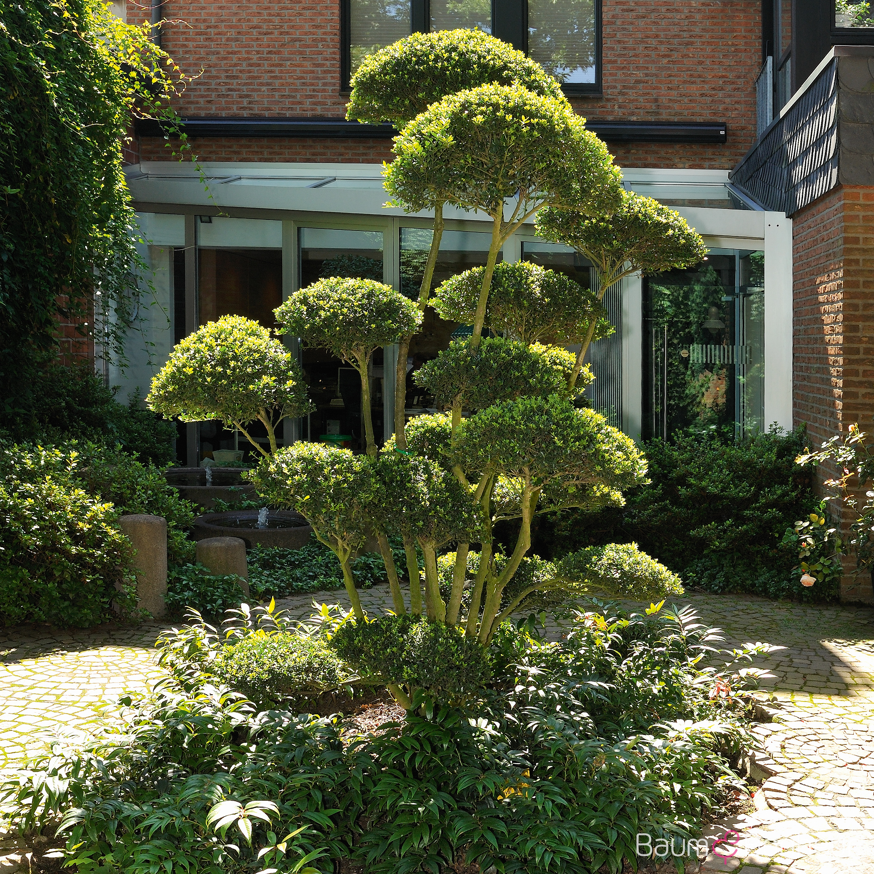 Ilex crenata
