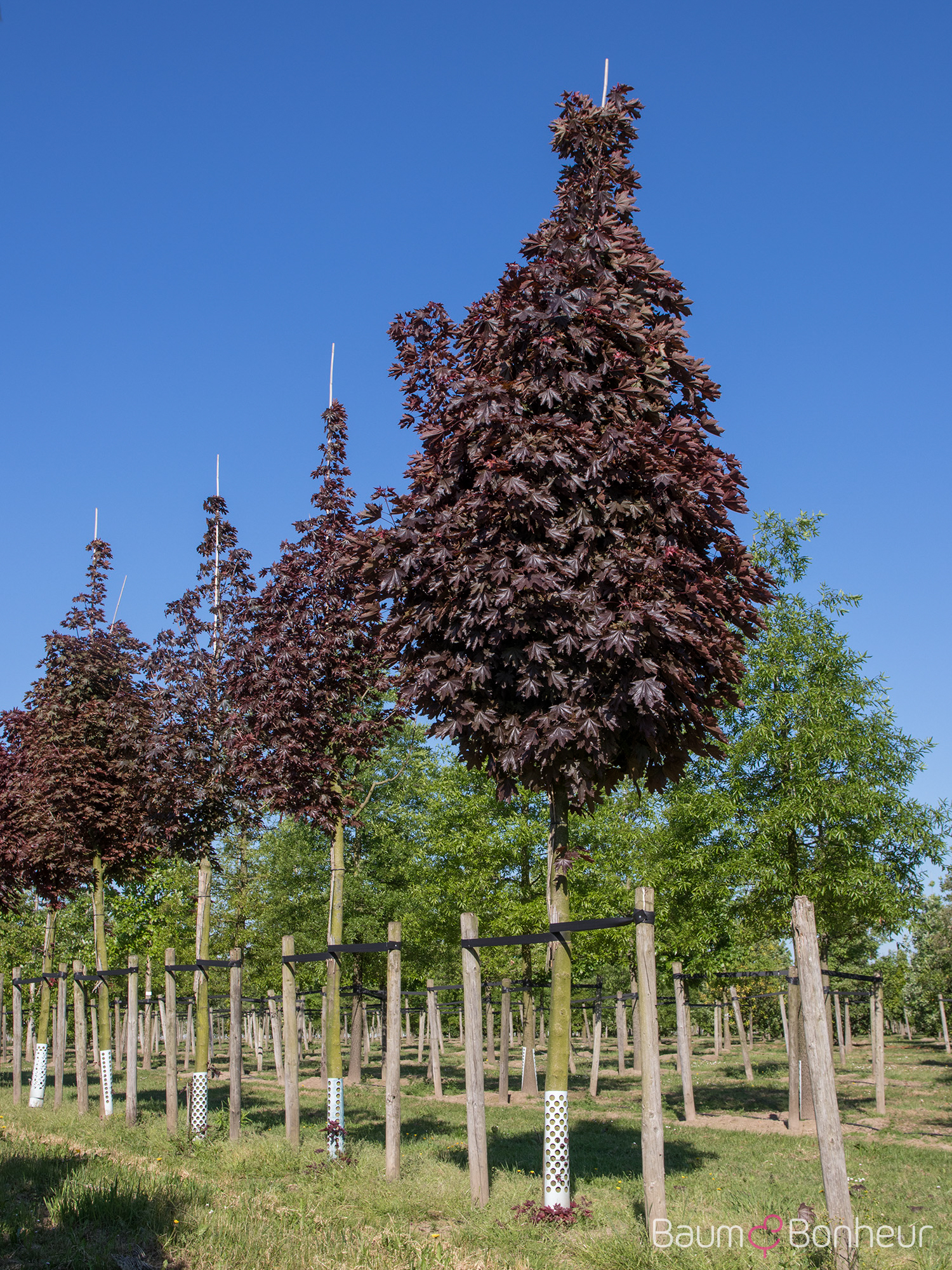 Acer platanoides 'Crimson Sentry'