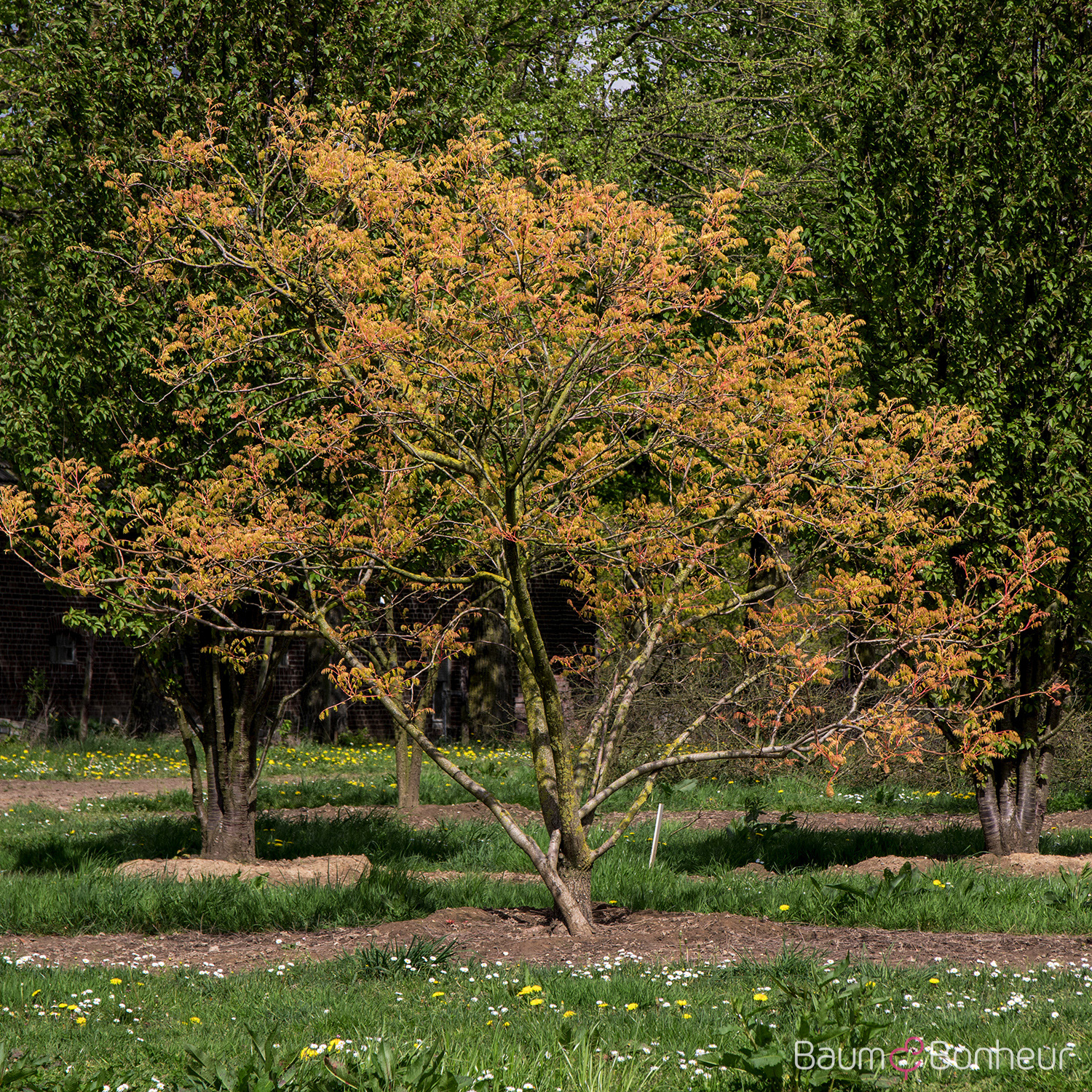 Koelreuteria paniculata 'Coral Sun'