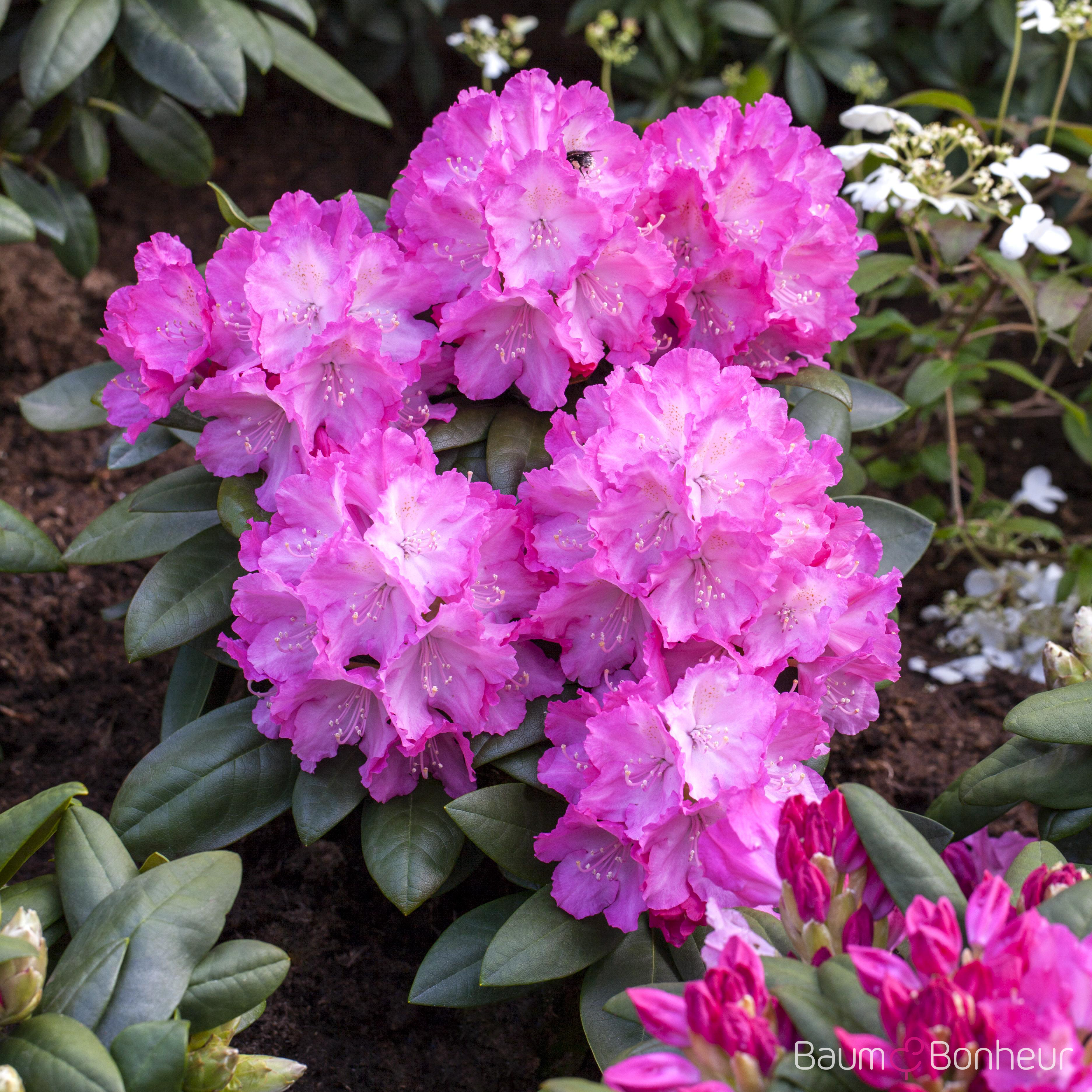Rhododendron yakushimanum 'Polaris'
