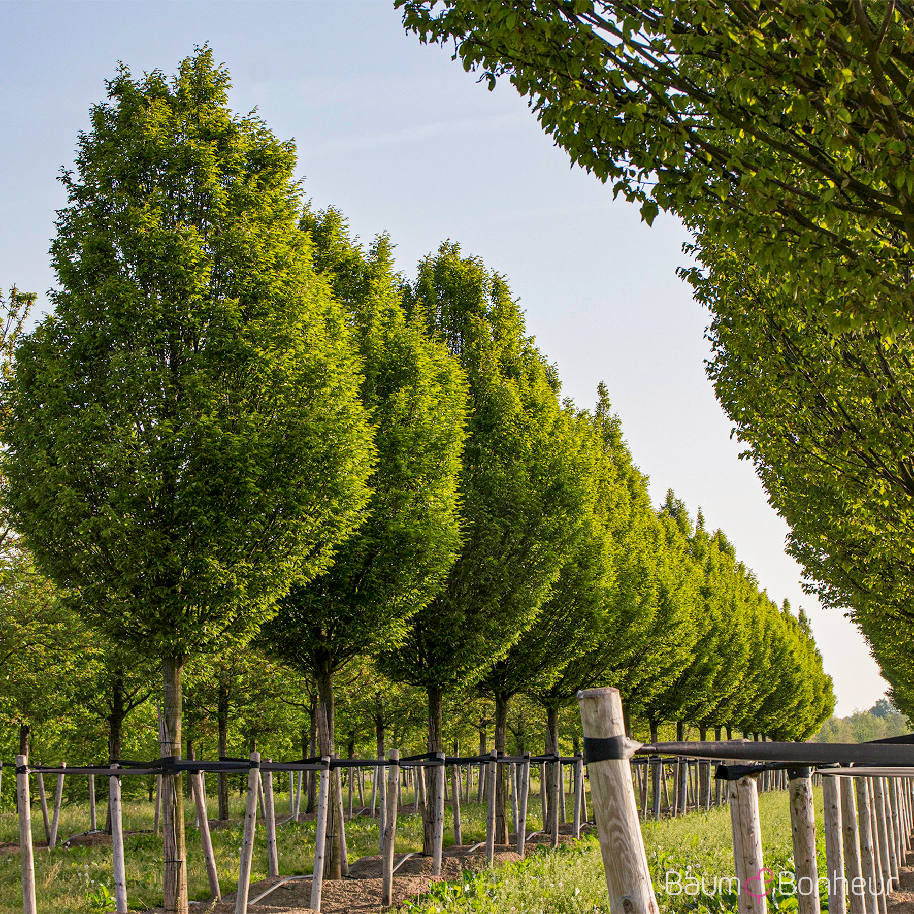 Carpinus betulus 'Fastigiata'