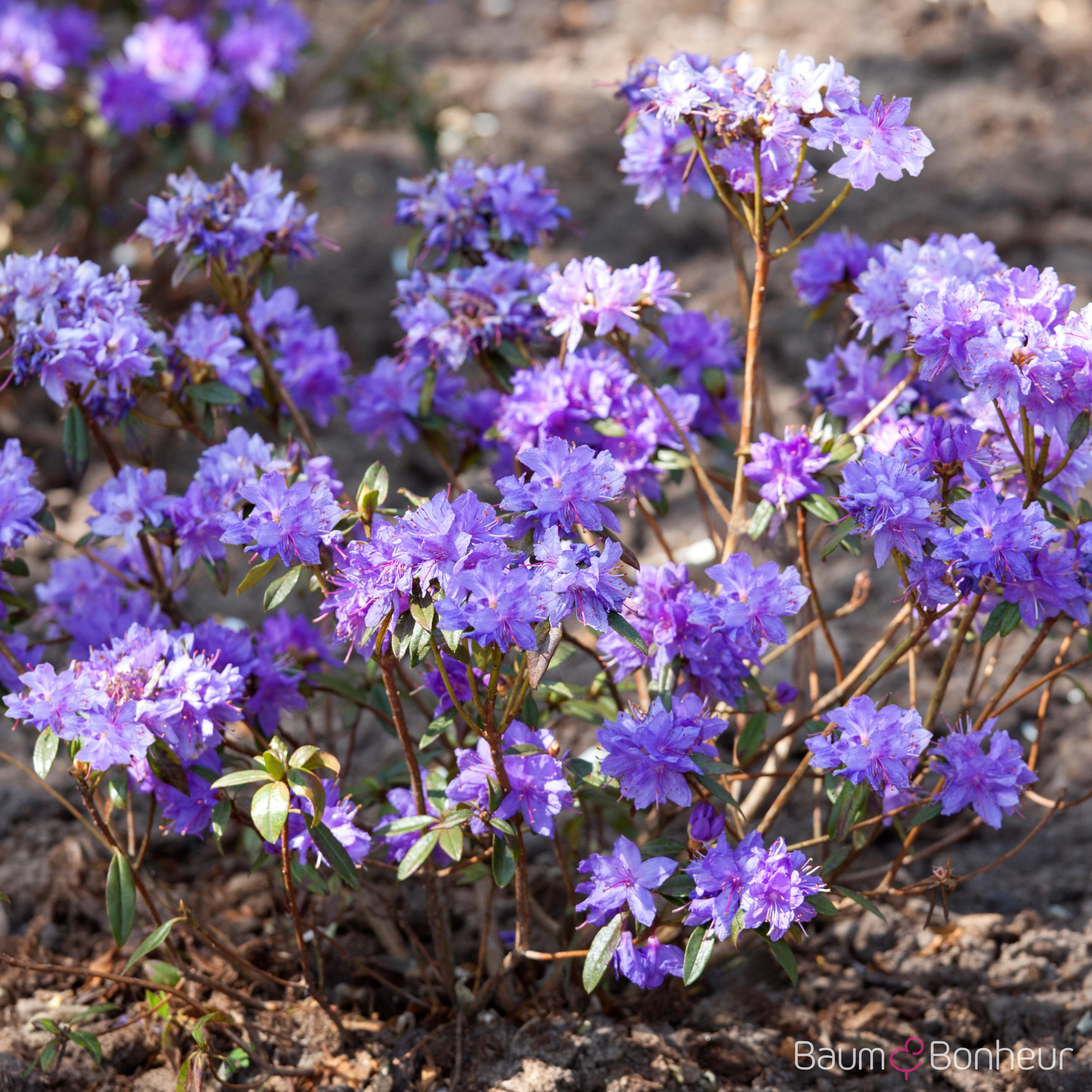 Rhododendron russatum