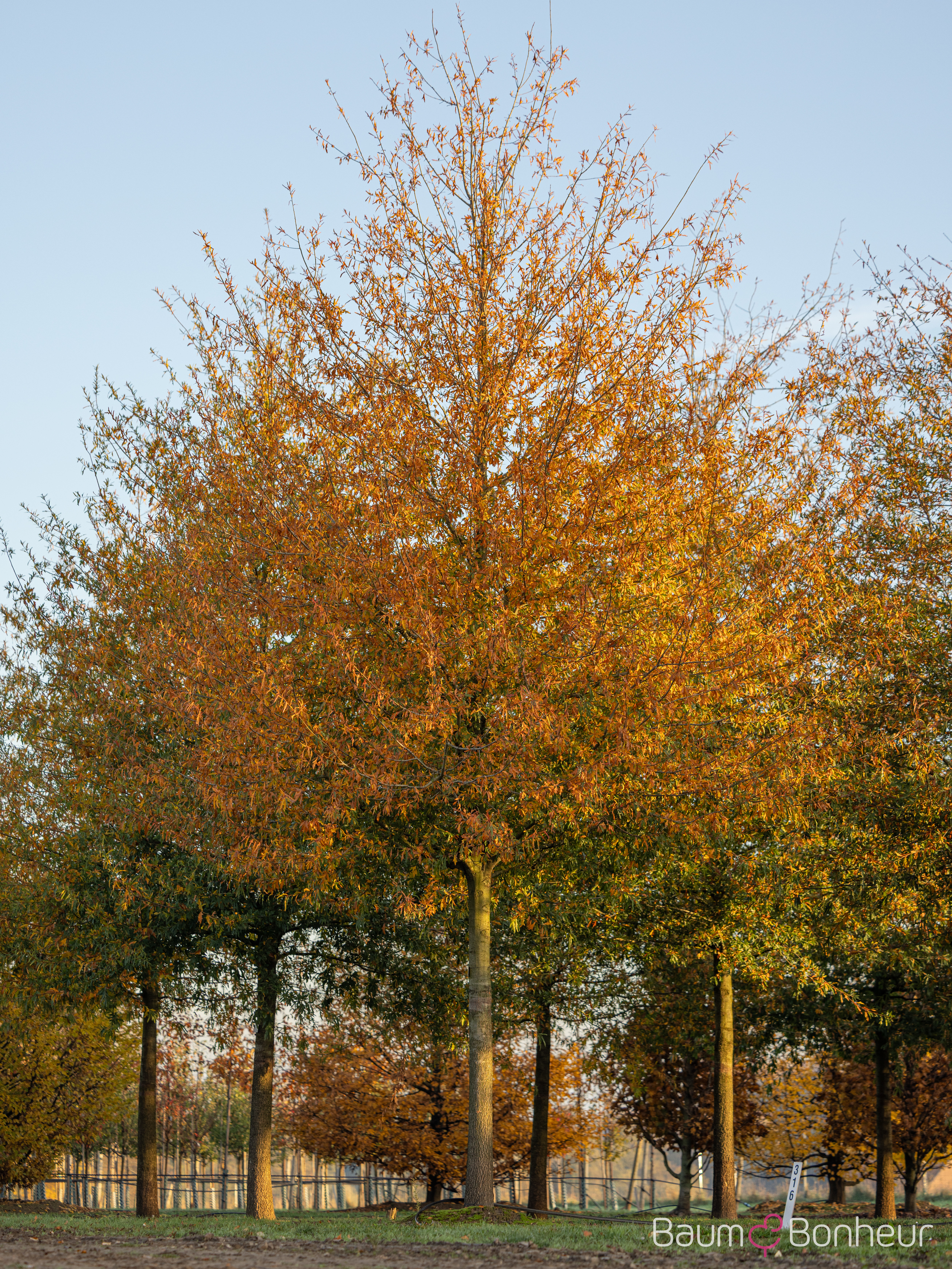 Quercus nigra