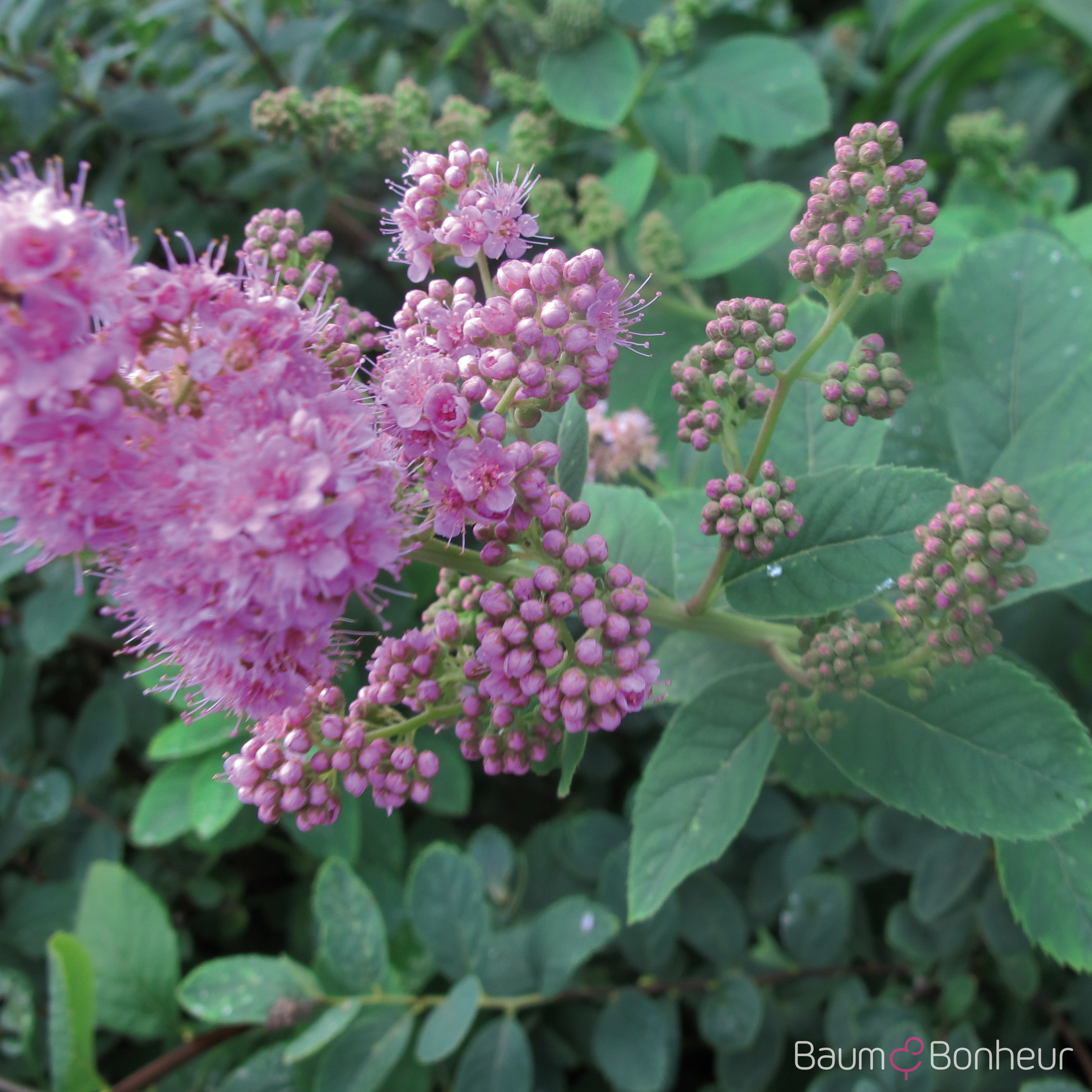 Spiraea billardii 'Triumphans'