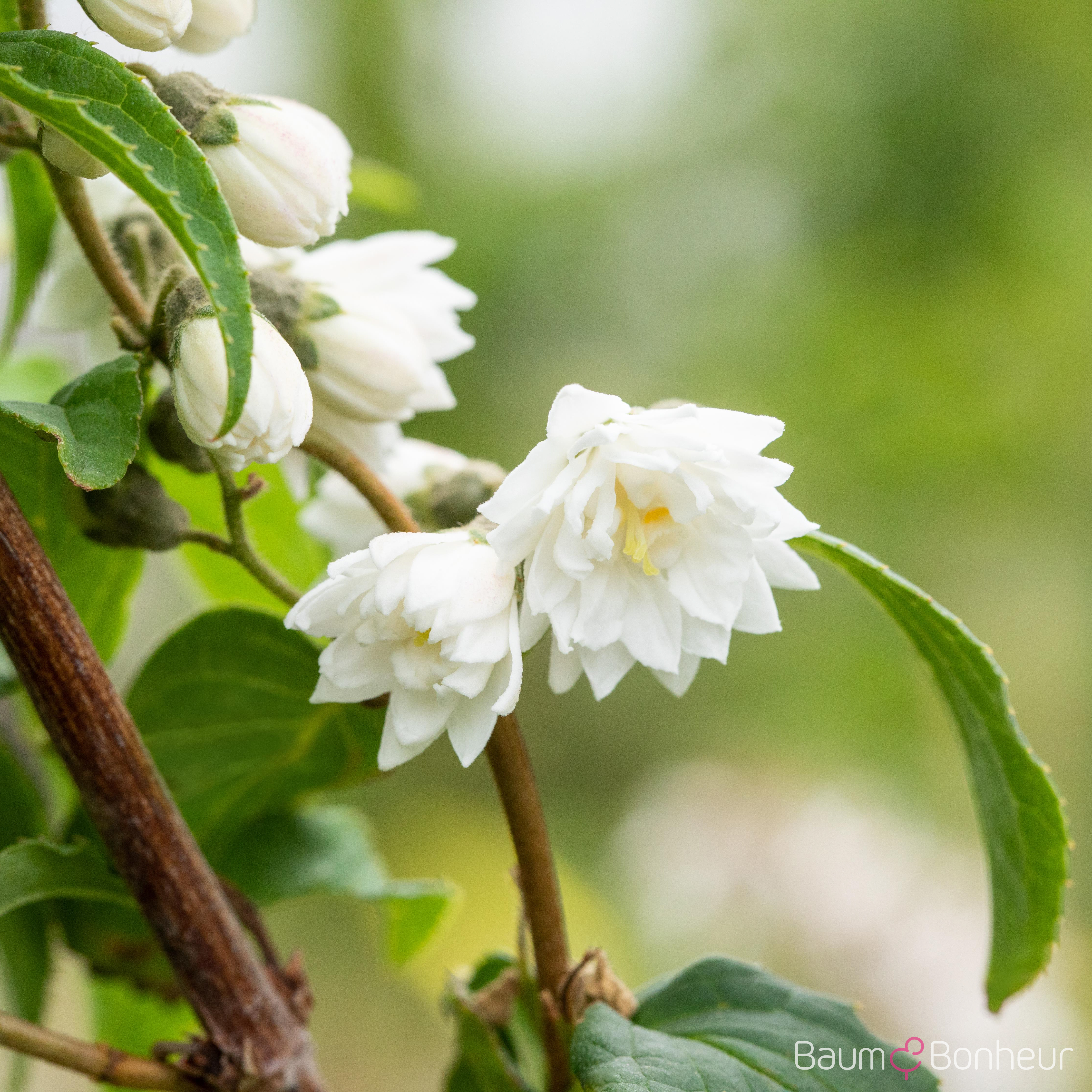 Deutzia scabra 'Plena'