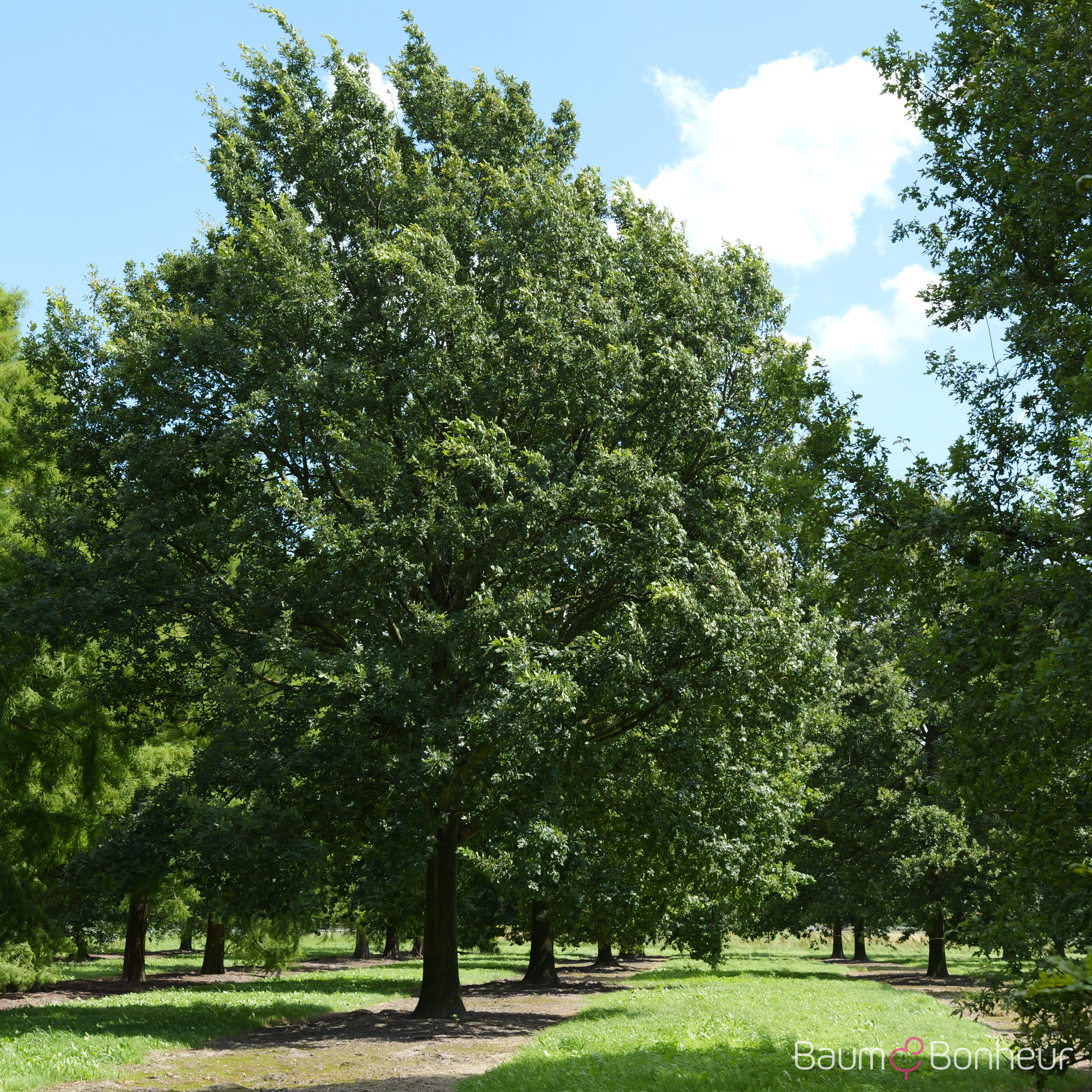 Quercus robur