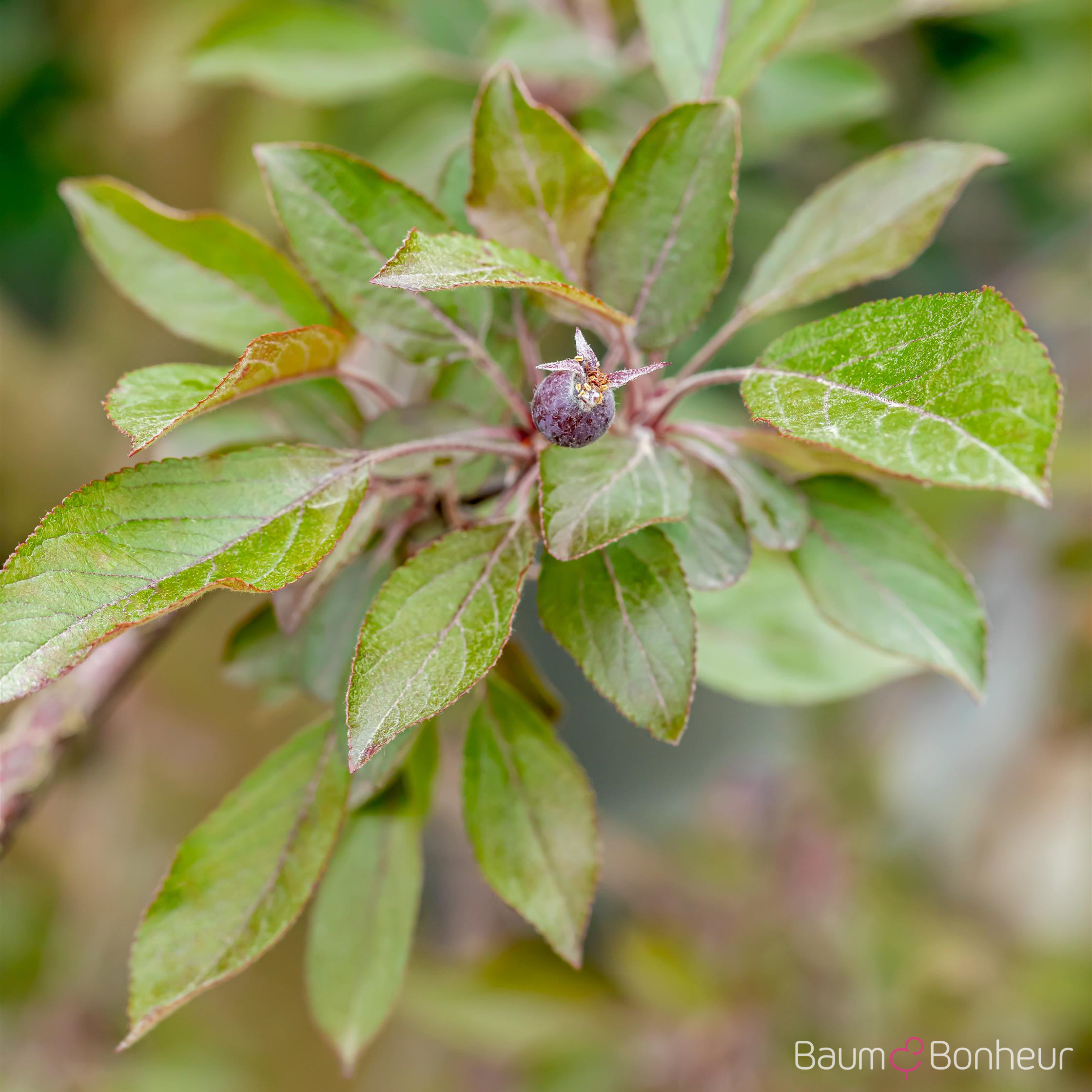 Malus 'Royal Beauty'