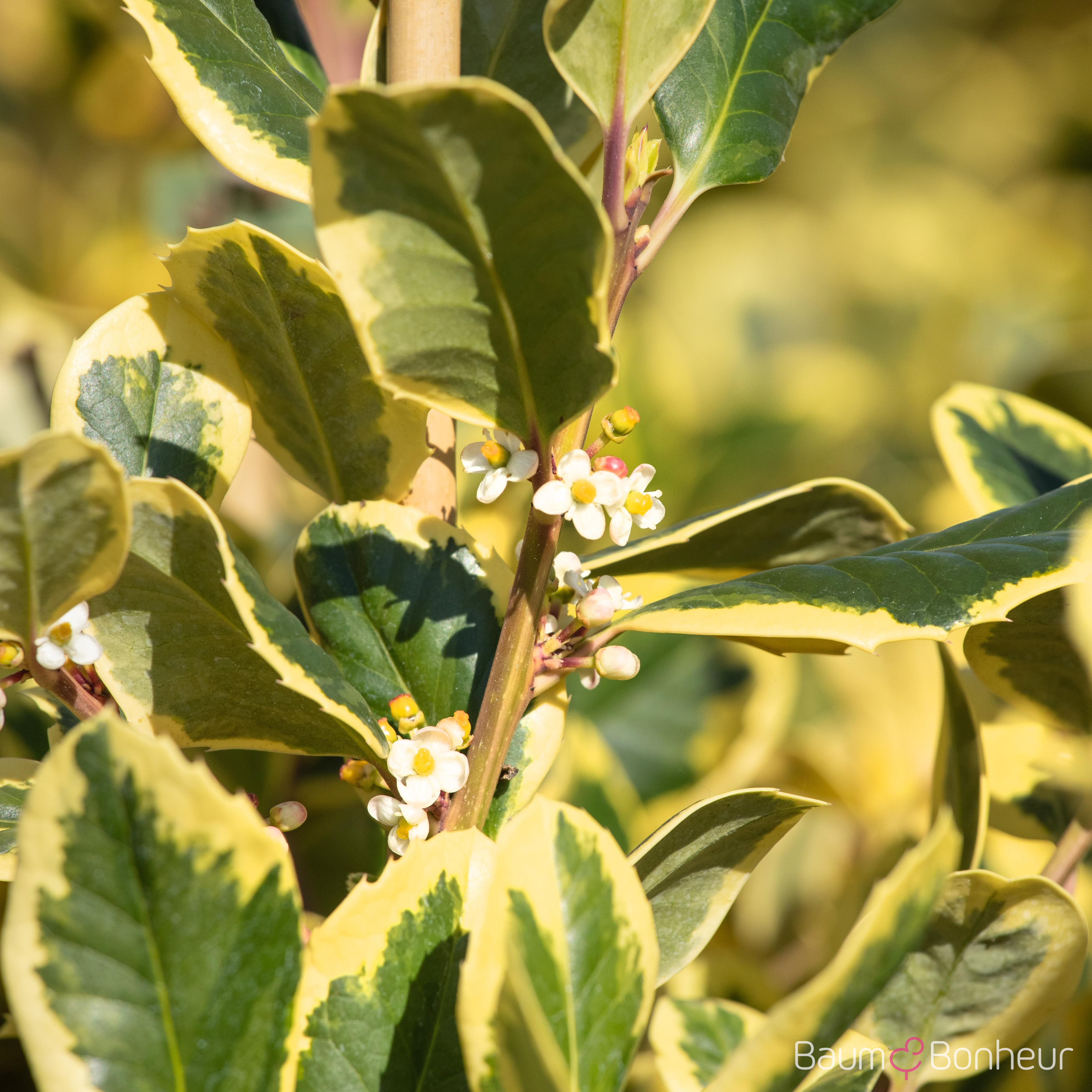 Ilex altaclerensis 'Golden King'