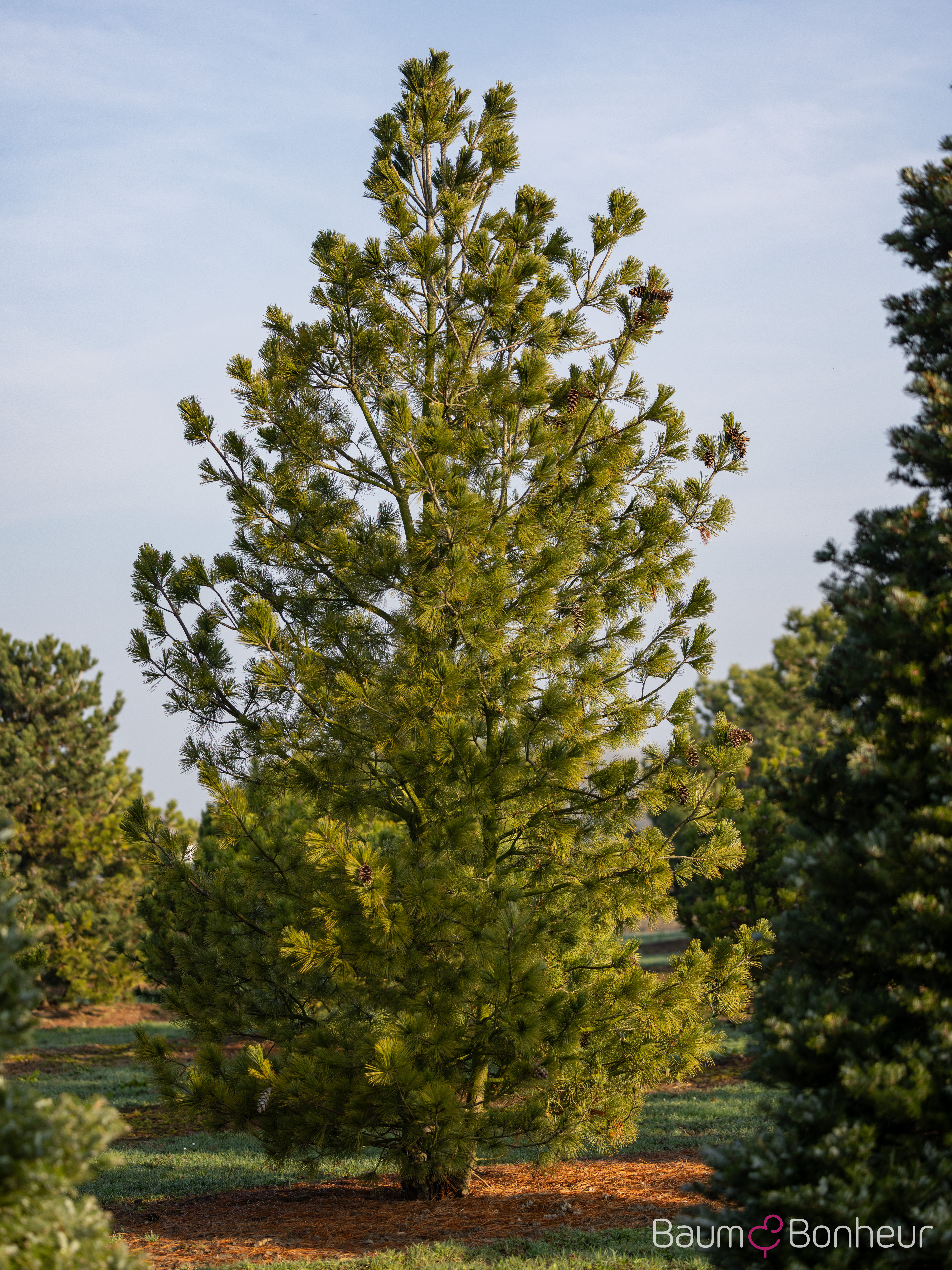 Pinus peuce