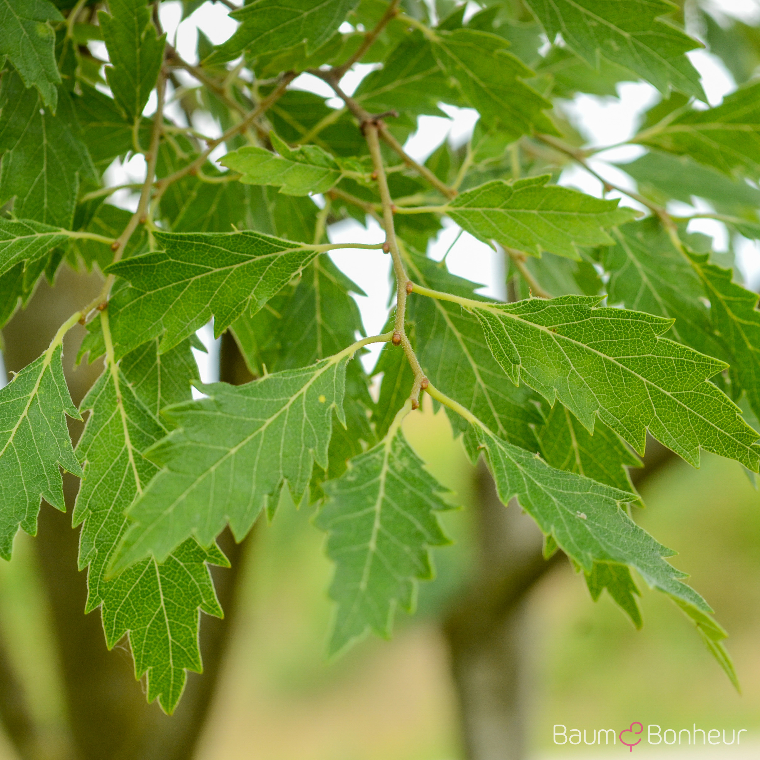 Zelkova carpinifolia 'Verschaffeltii'