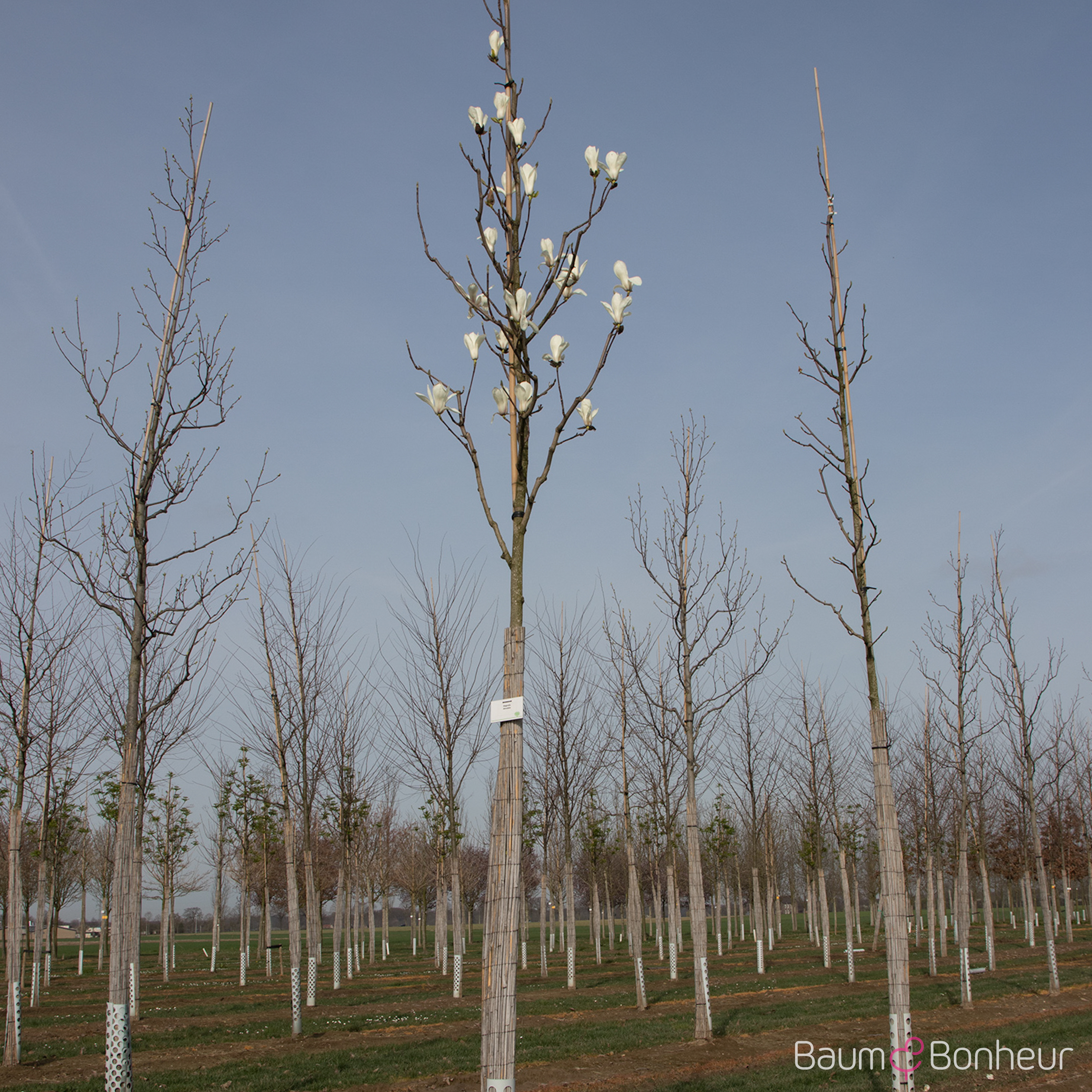 Magnolia denudata