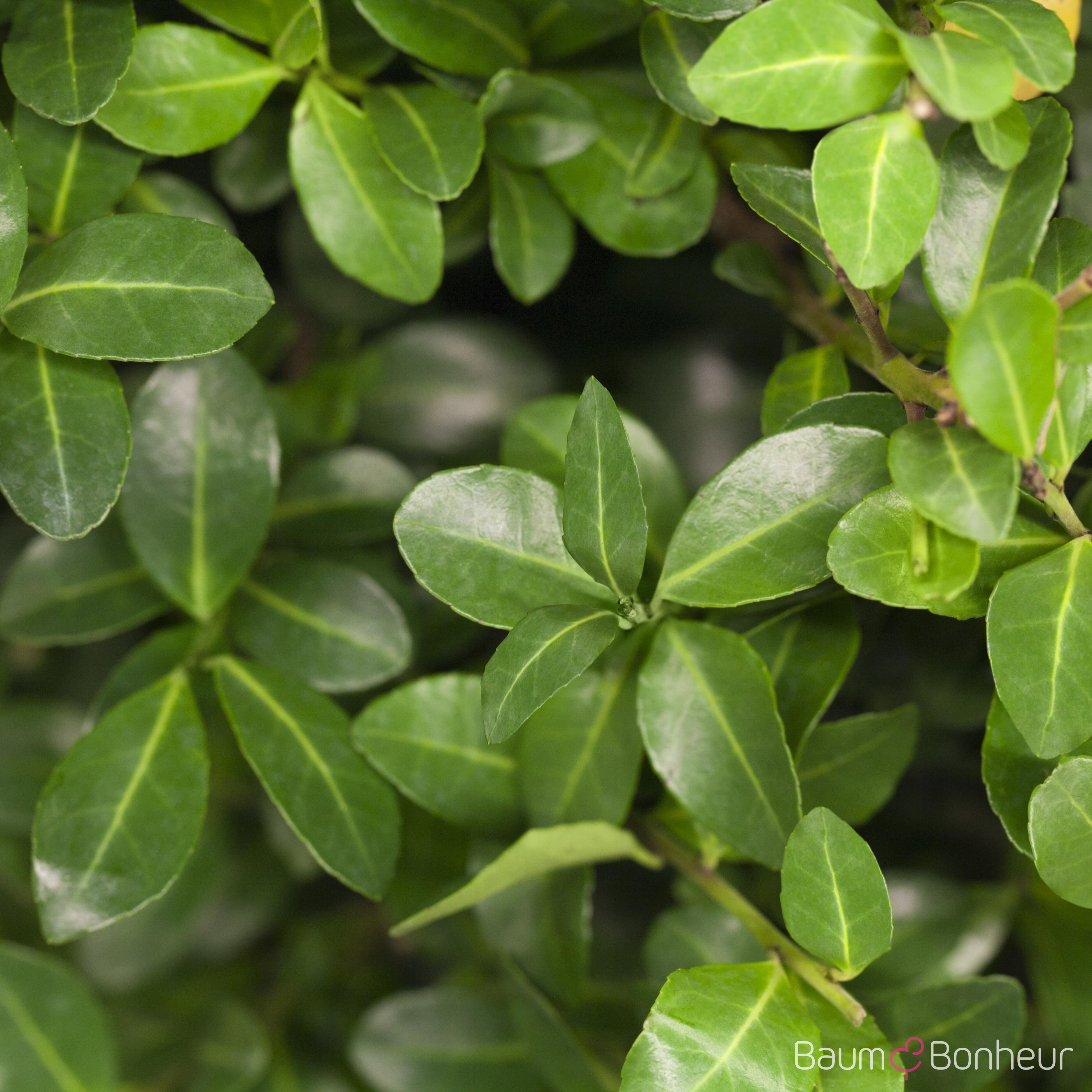 Ilex crenata
